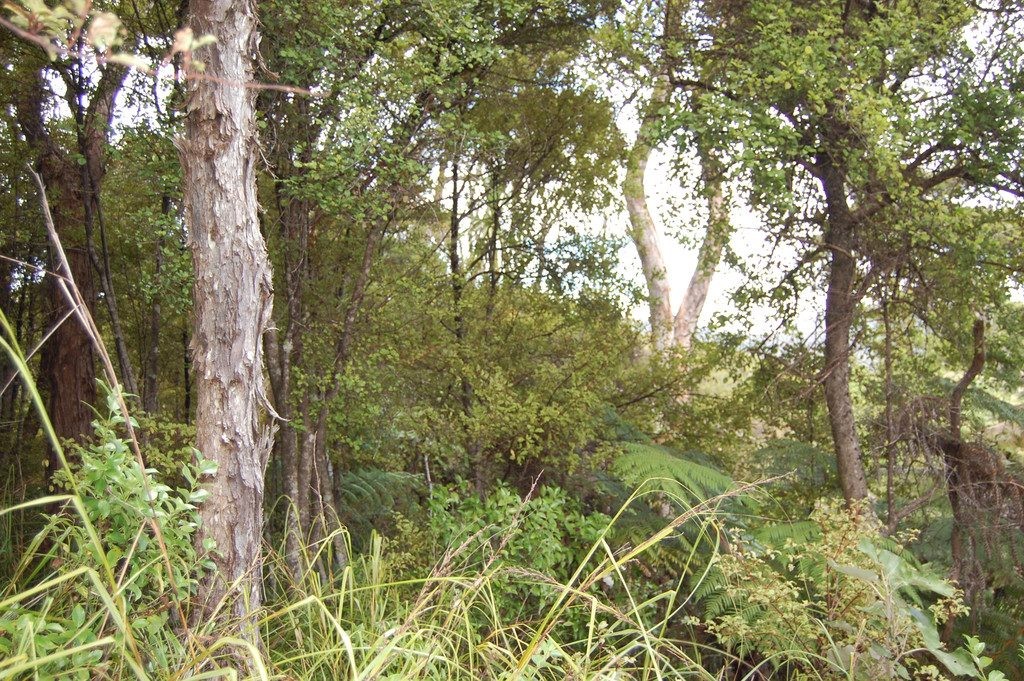 396E Shoal Bay Road, Great Barrier Island, Great Barrier Island