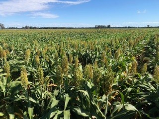 Goondiwindi, QLD 4390