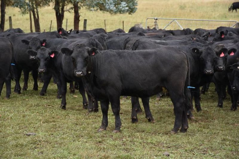 Glen Innes, NSW Livestock Cattle Sold