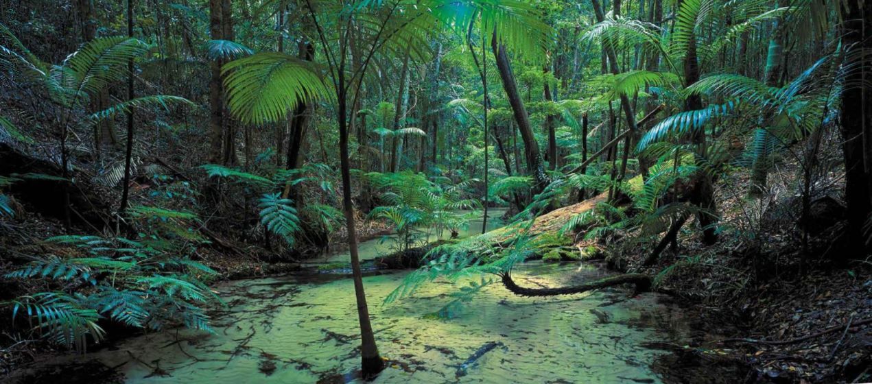 Lot 11 Eastern Forest, Kingfisher Bay Village, Fraser Island, QLD 4581