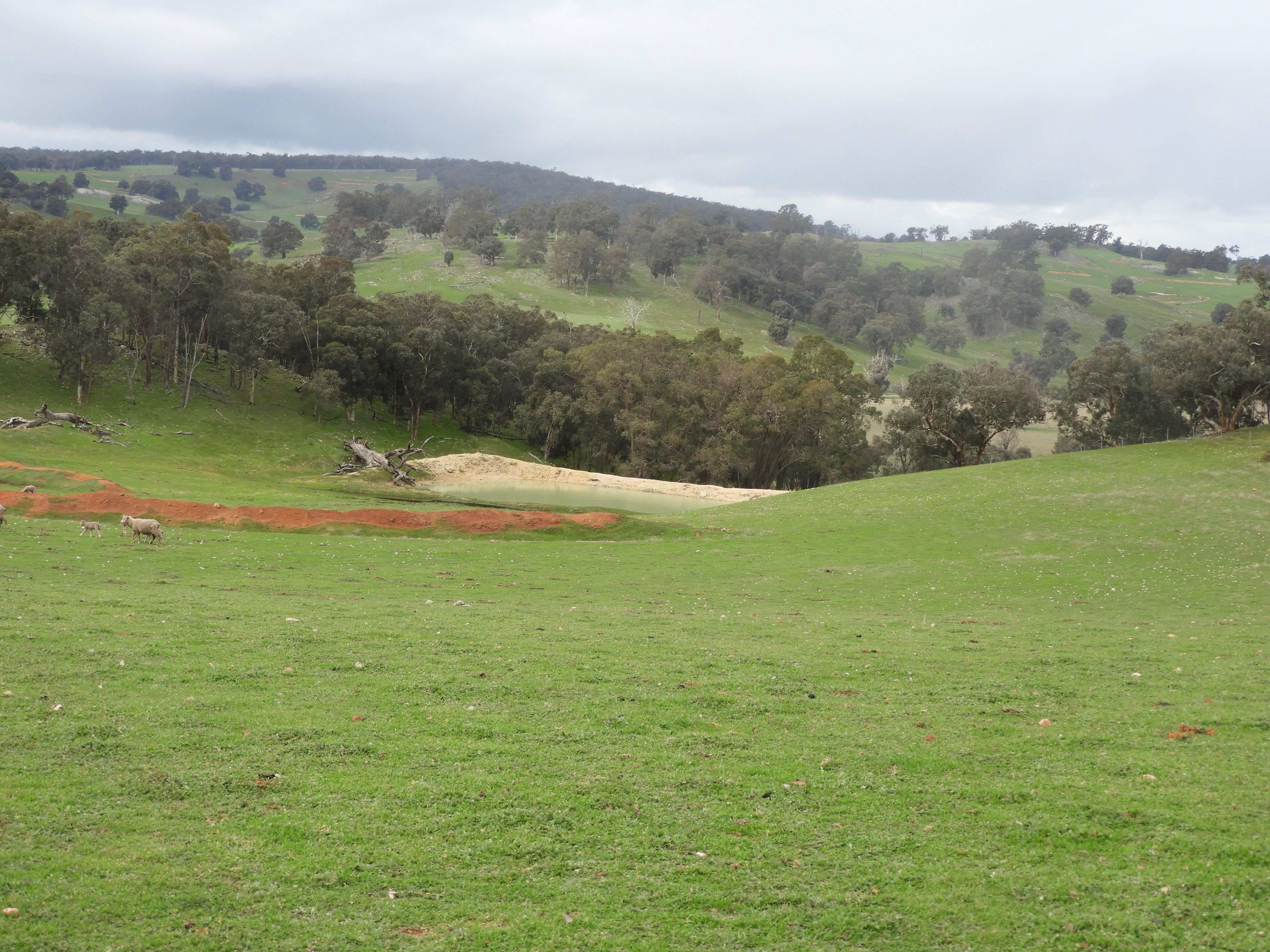 Kyellen Farm, Quindanning-Darkan Road — photo 10 of 30