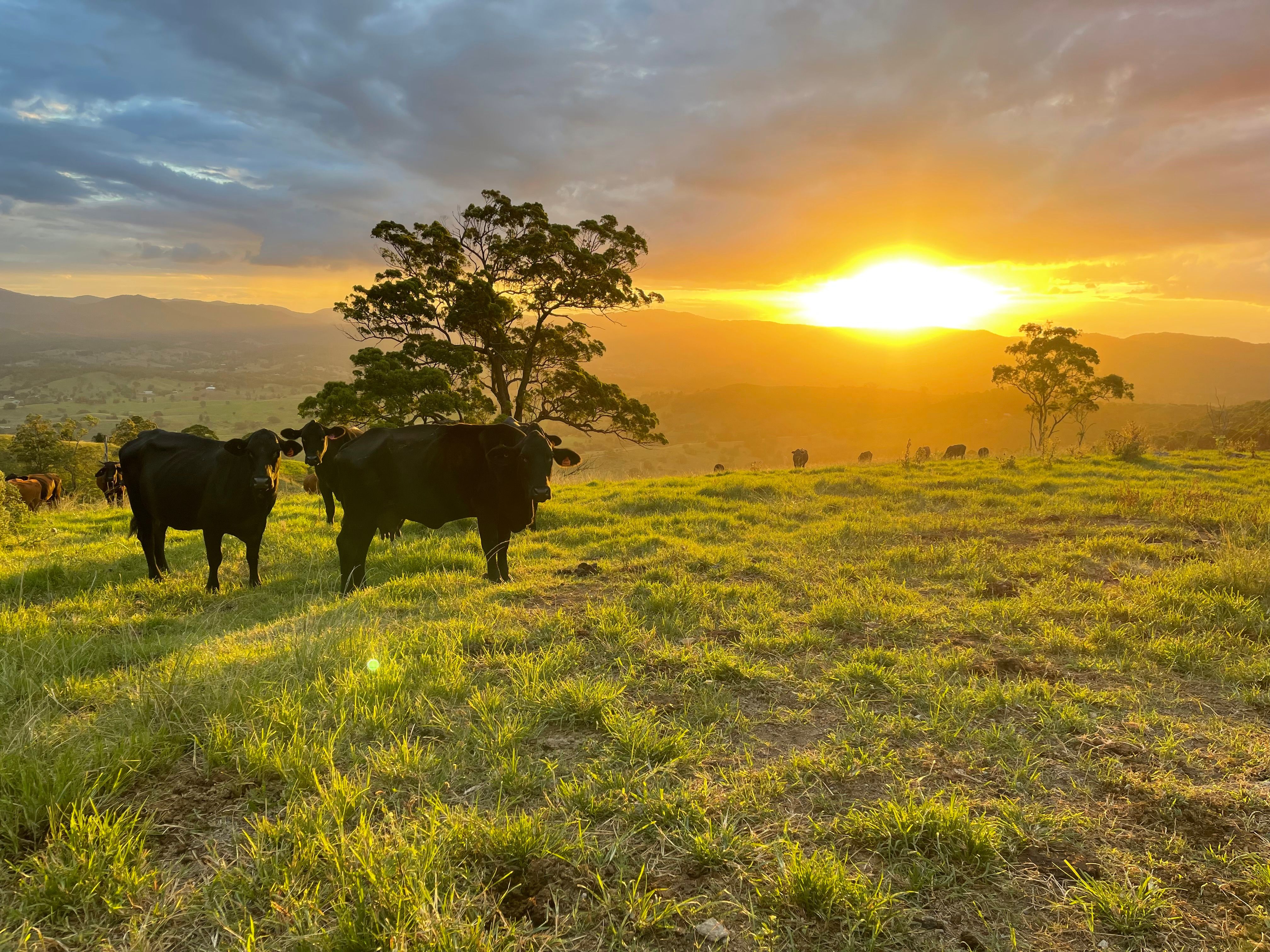 181 Ocean View Road, Ocean View, QLD 4521