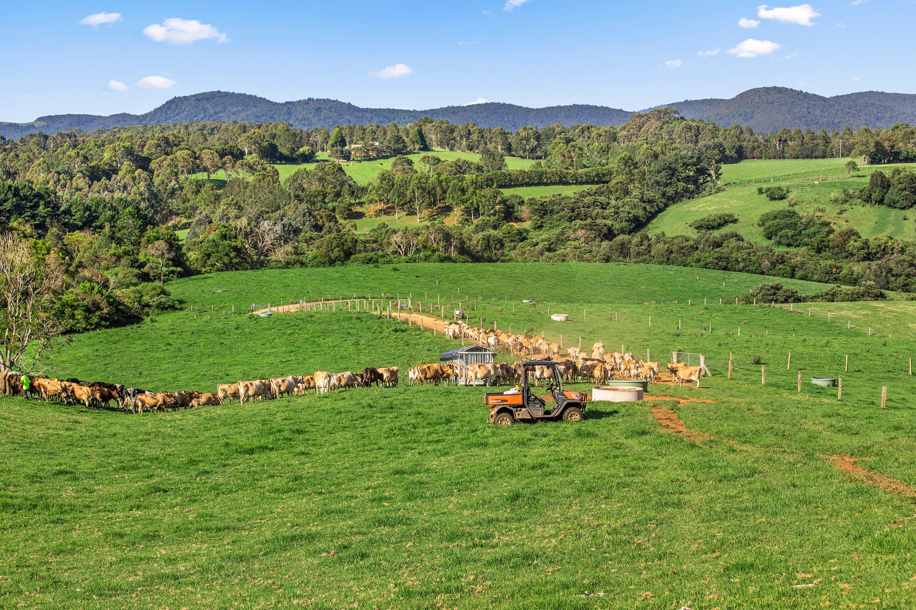 Dorrigo, NSW 2453 Sold Rural Dairy Property Ray White Rural Dorrigo