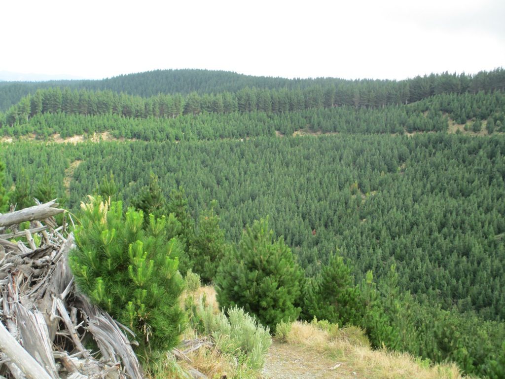 00 Pakowai - Tinui Road, Tinui, Masterton District