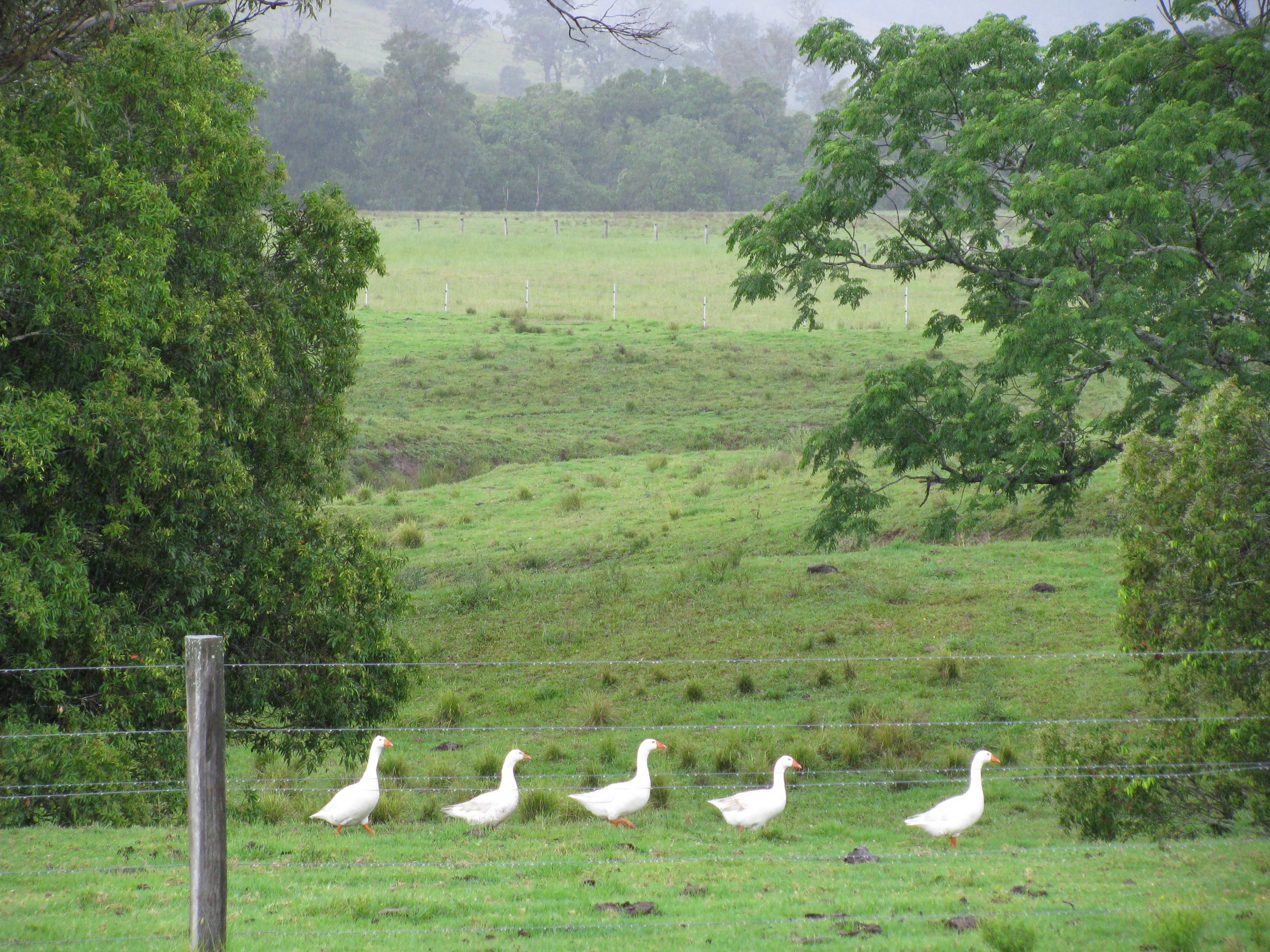 734 Glen William Road, Clarence Town, NSW 2321