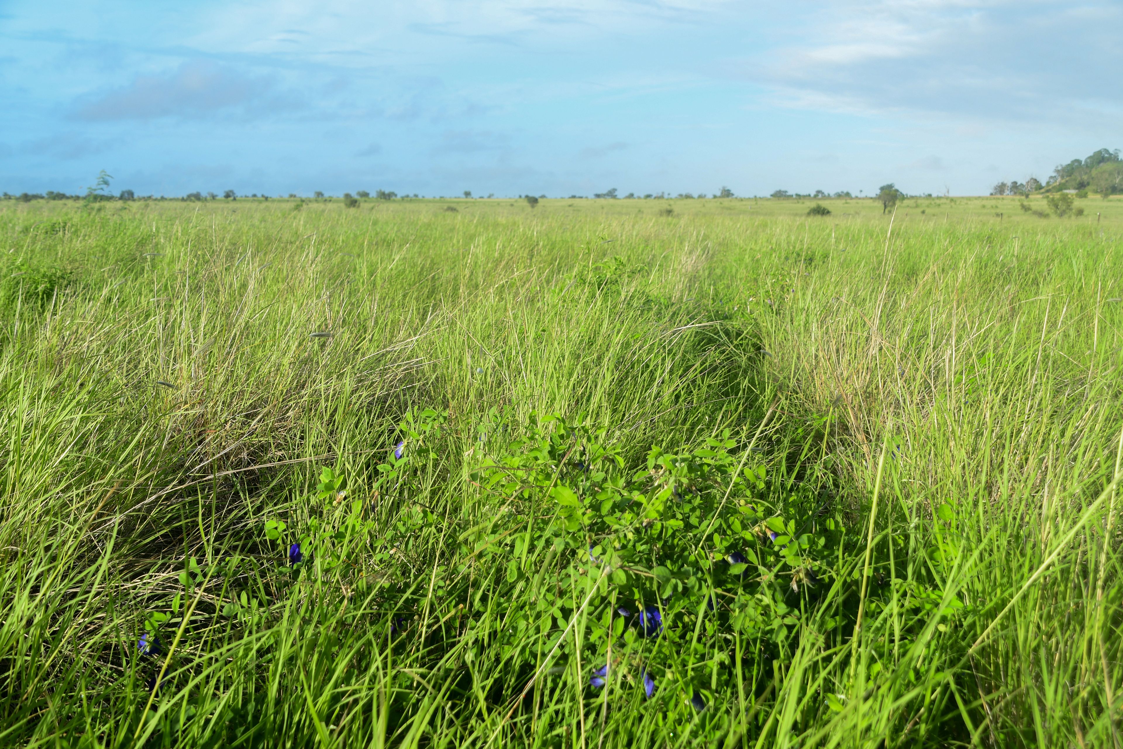 'Amatunga' Amatunga Road, Clermont, QLD 4721