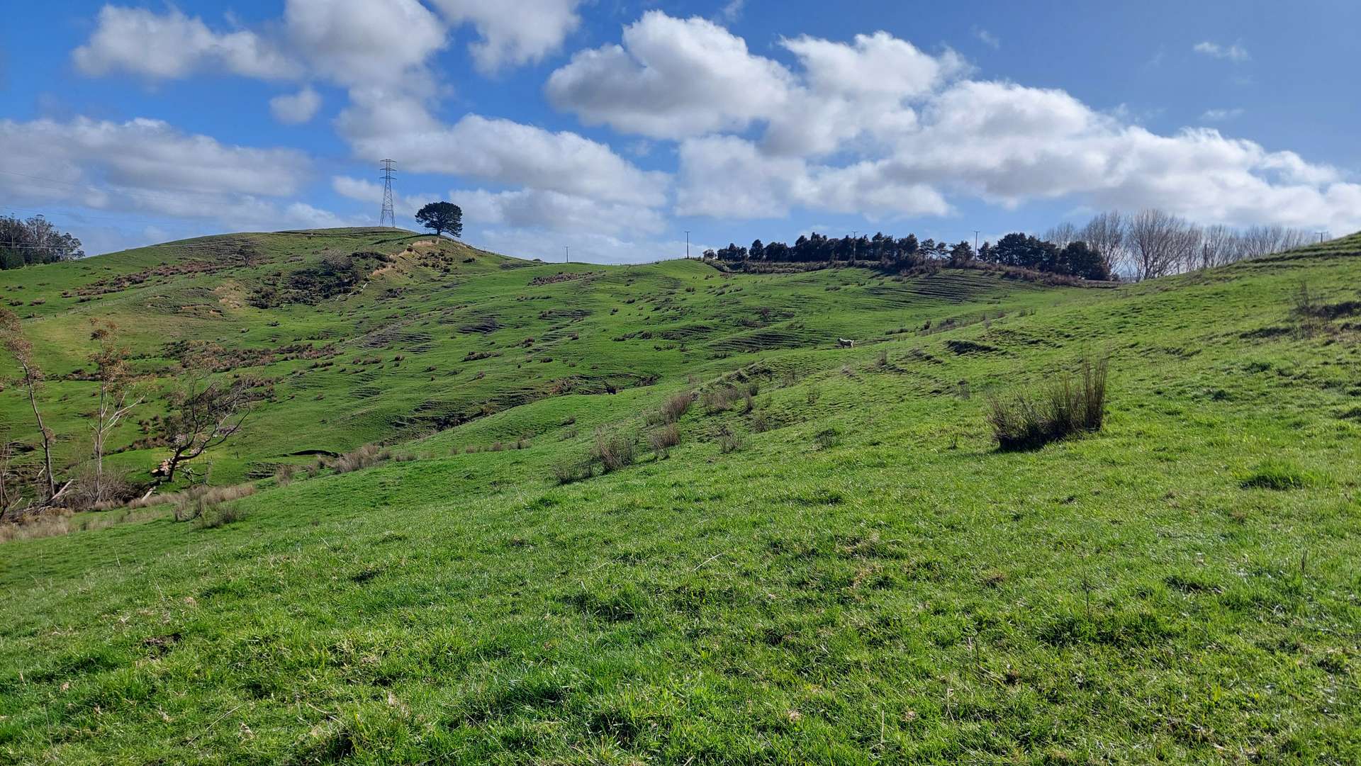 0 Cnr Milne and Aponga Stream Road photo 8