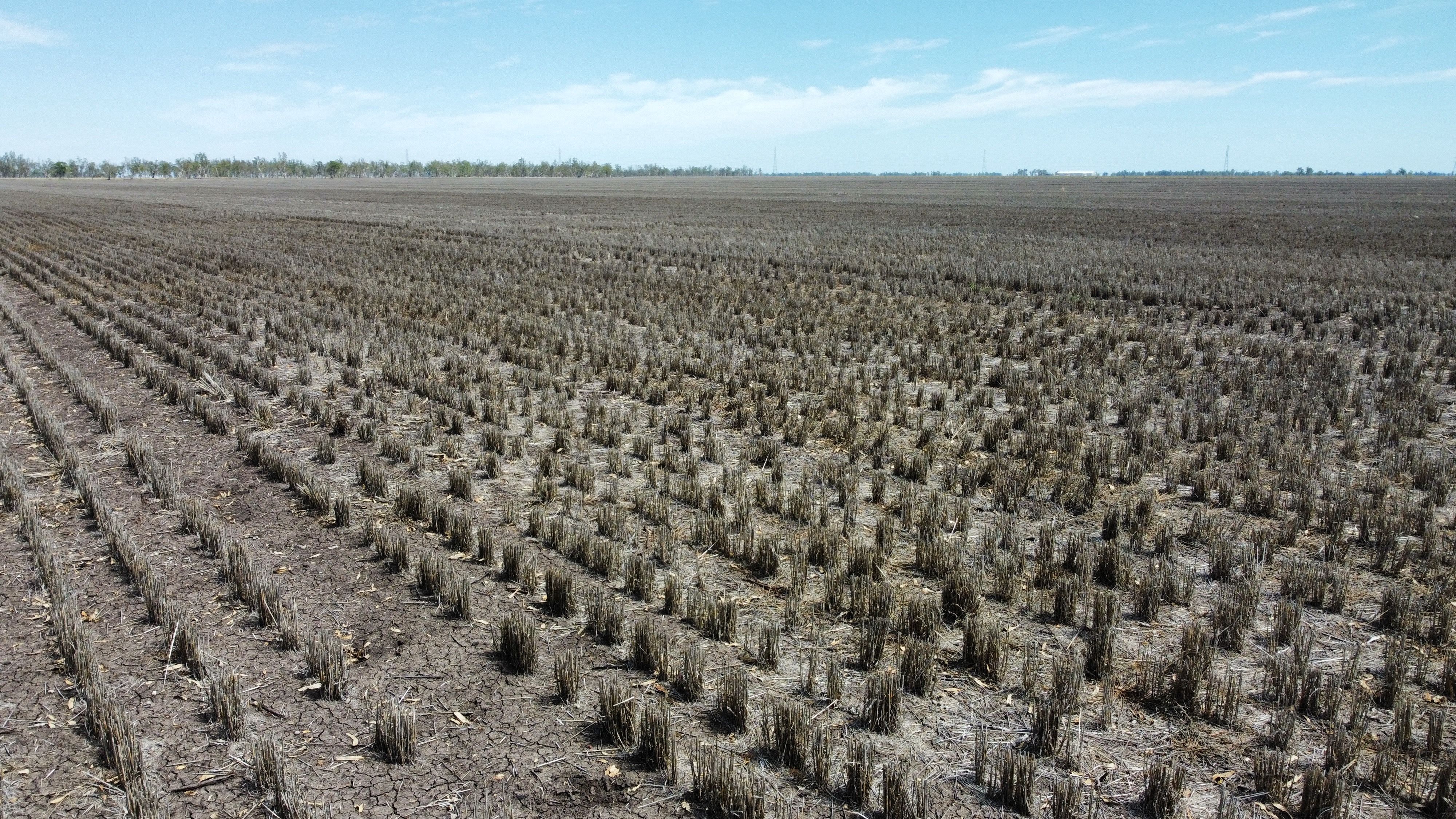 1663 Millmerran - Leyburn Road, Tummaville, QLD 4352