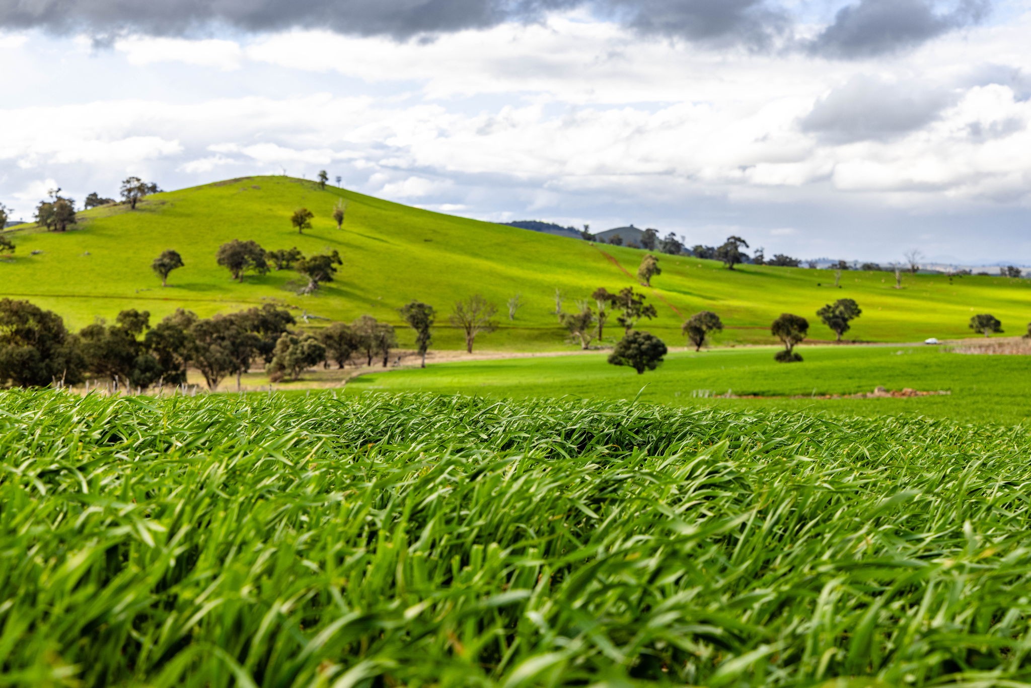'Darmody's', 969 Brial Road, Boorowa, NSW 2586