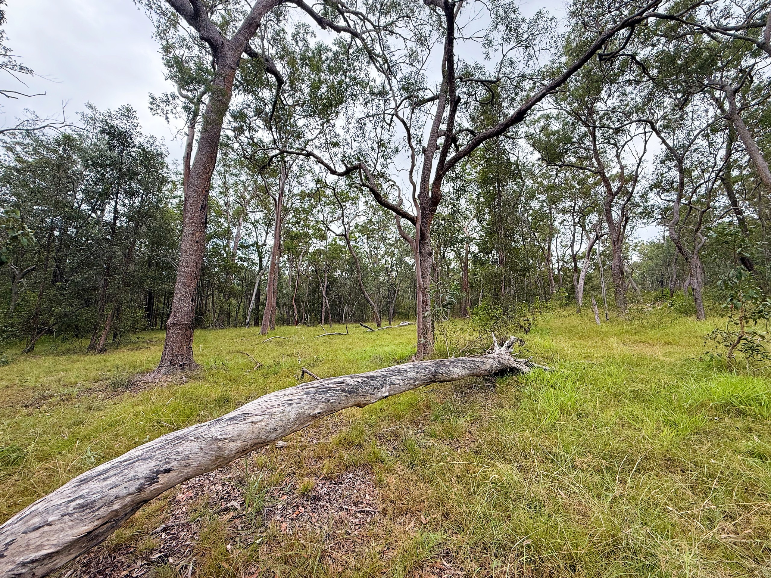 Lot 10 931 Nearum Road, Nearum, QLD 4671