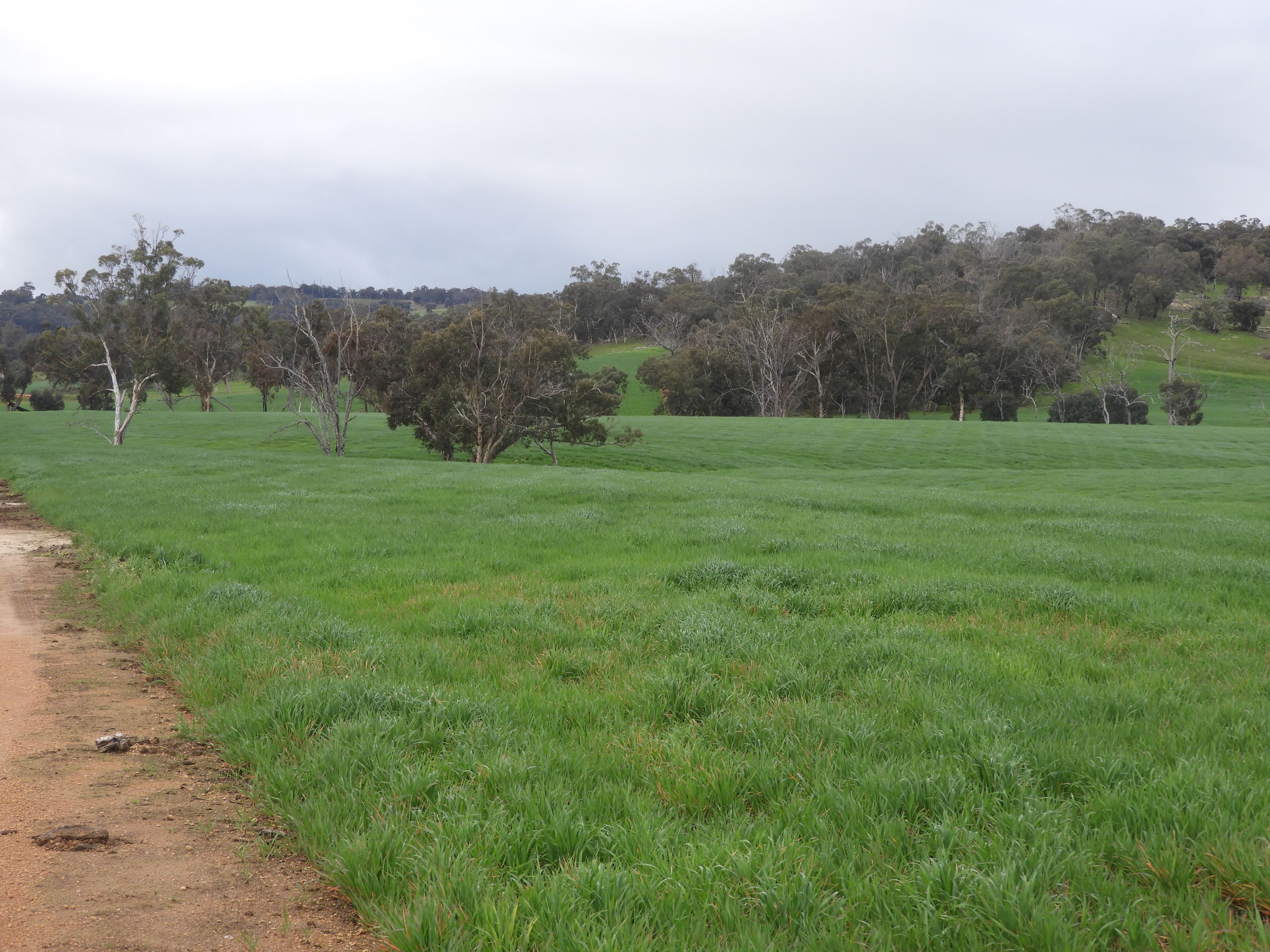 Kyellen Farm, Quindanning-Darkan Road — photo 14 of 30