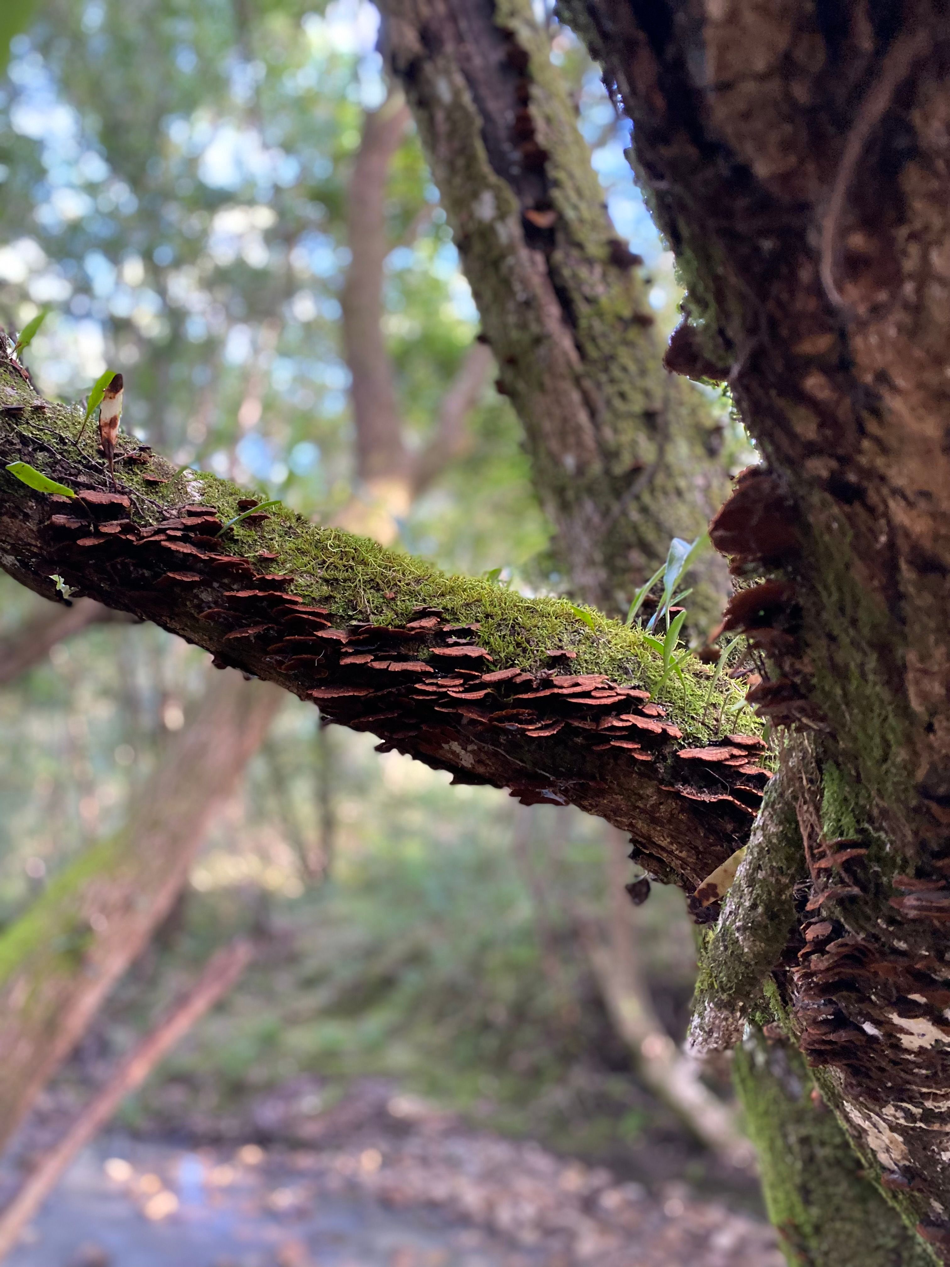 212D Norries Road, Bunyah, NSW 2429