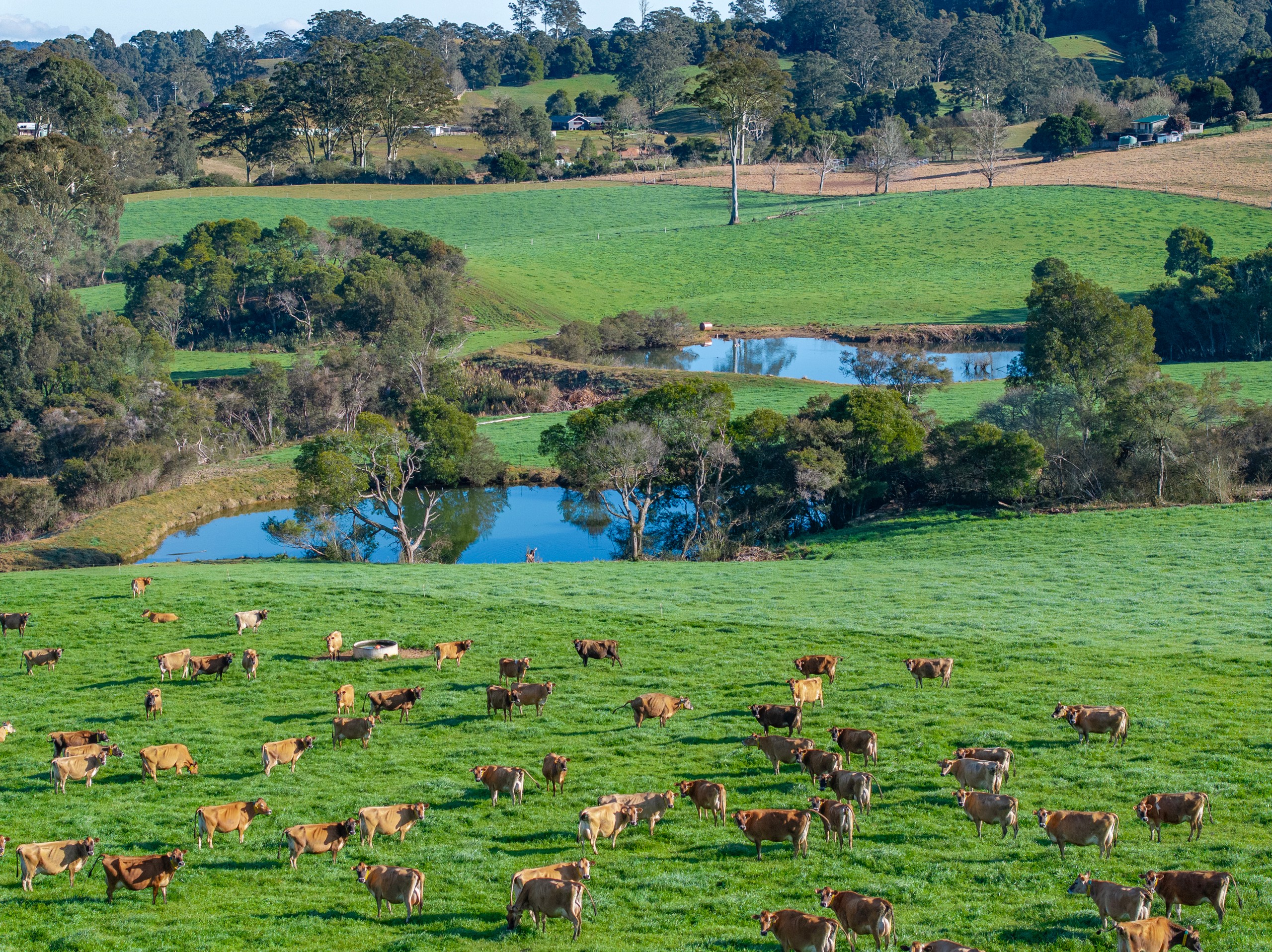 1431 Coramba Road, Dorrigo, NSW 2453