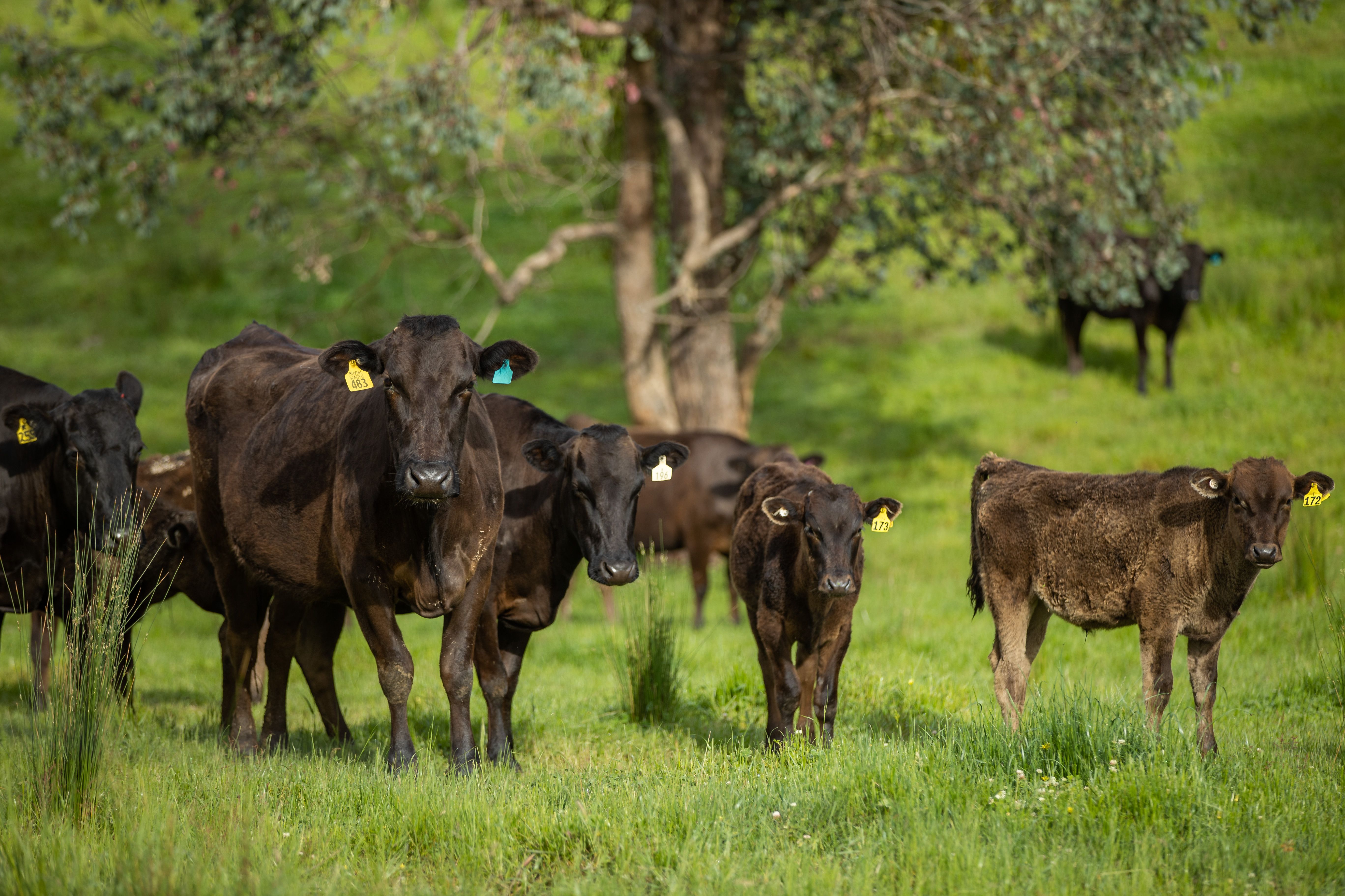 1570 Meadow Creek Road, Meadow Creek, VIC 3678