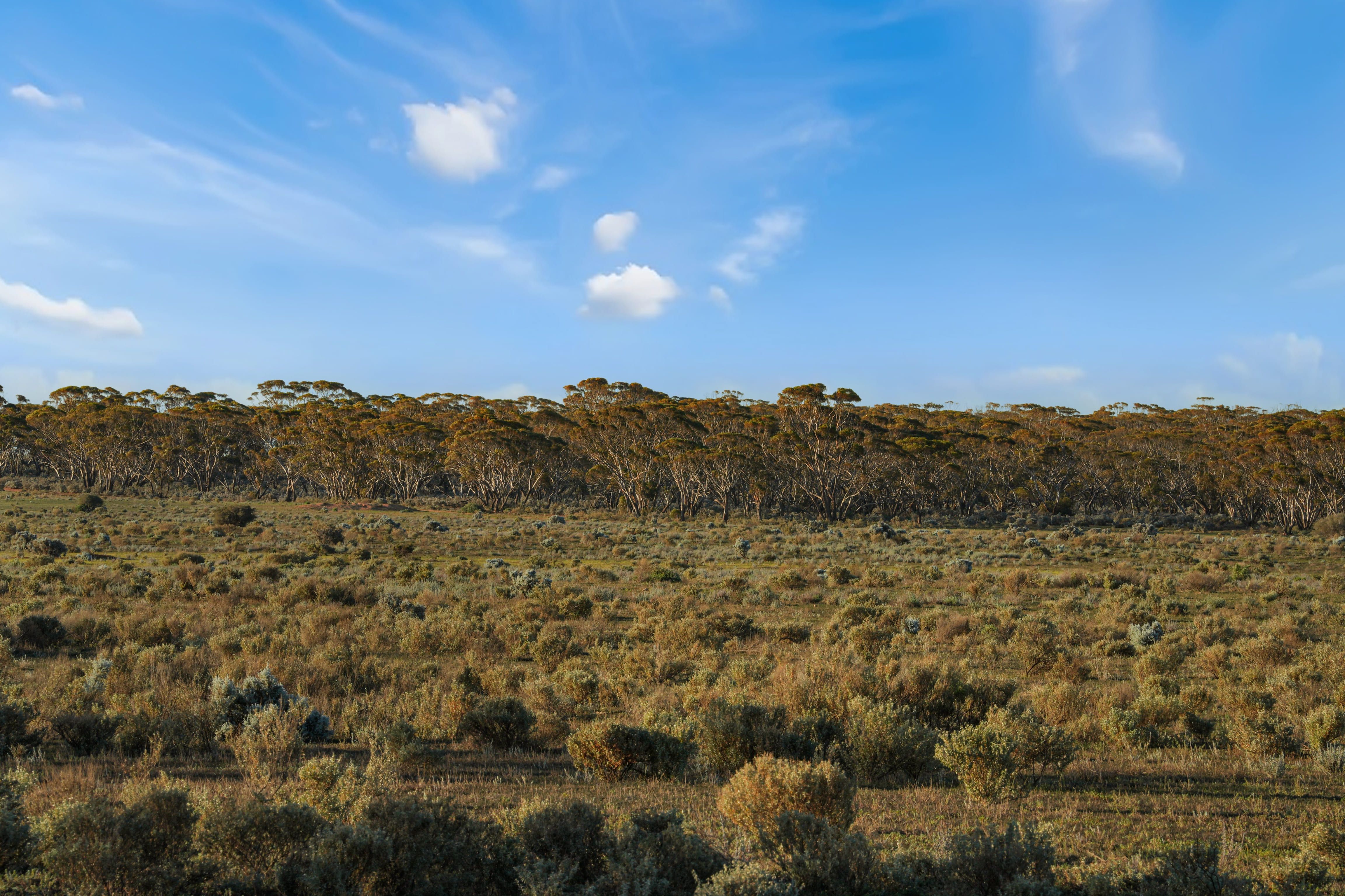 Lot 53 Mallee Road — photo 10 of 23