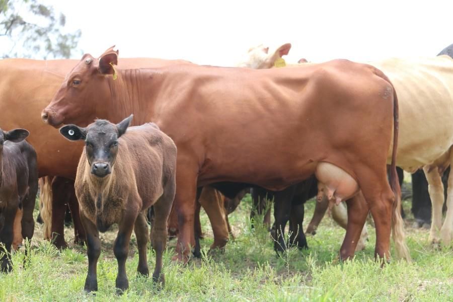 Ray White Rural & Livestock • , Warwick, QLD – Livestock for Sale