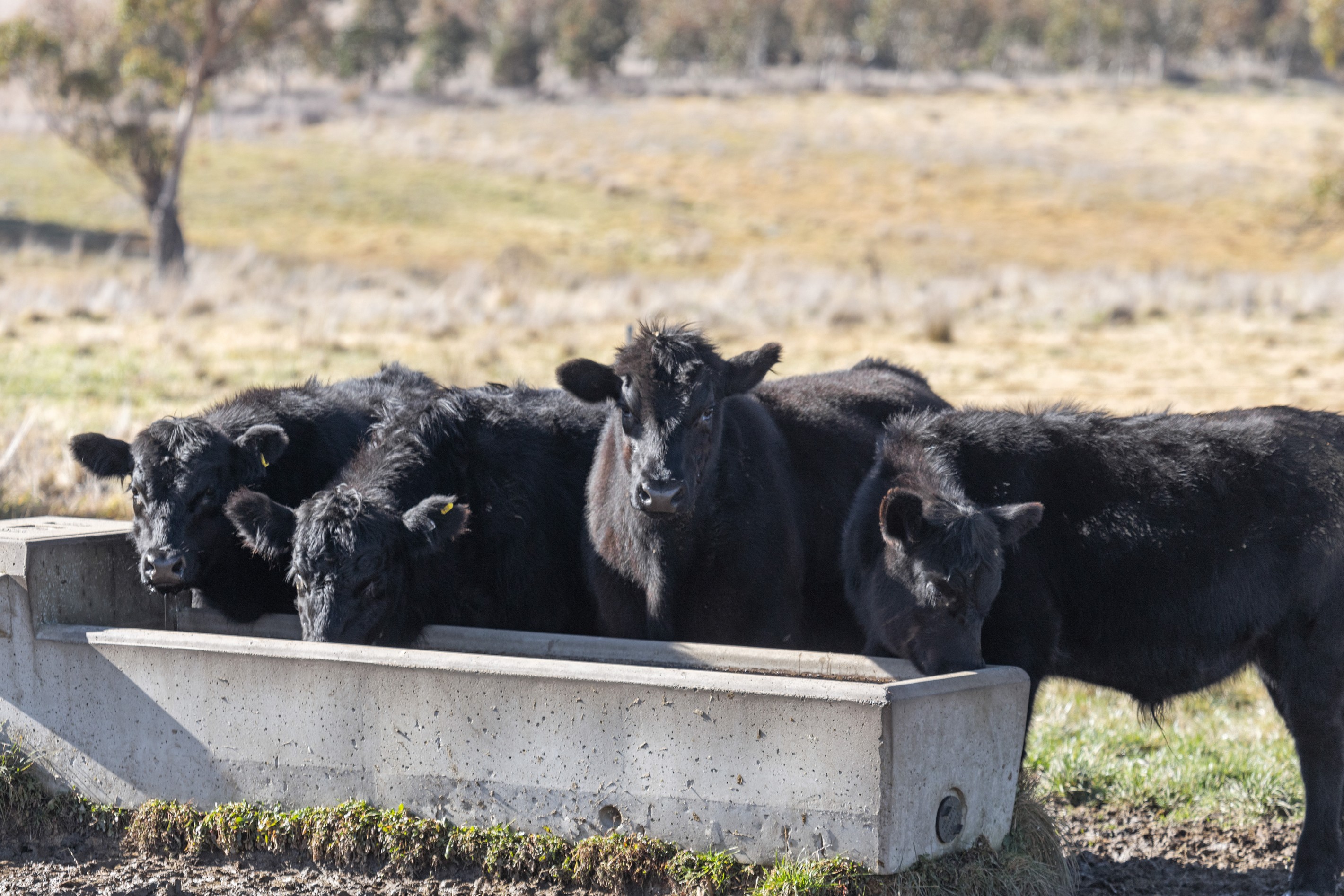 2258 Woodhouselee Road,, Goulburn, NSW 2580