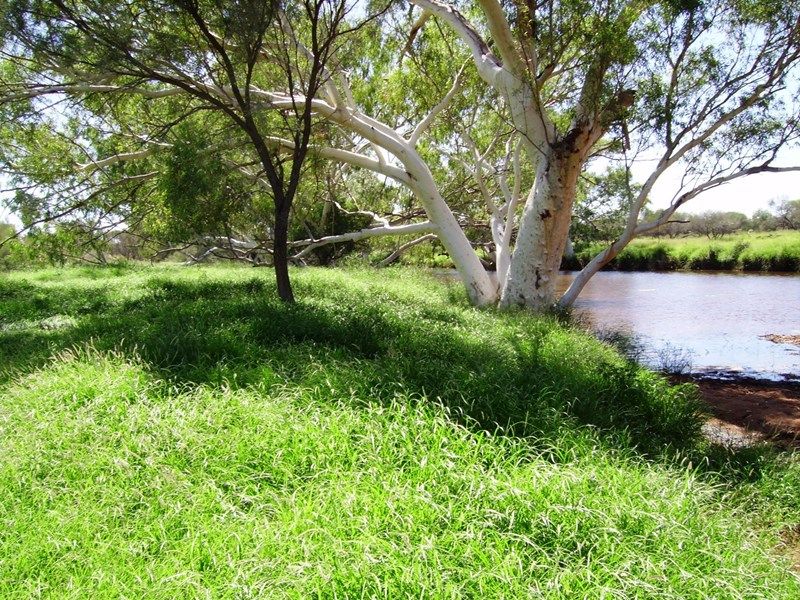 Mooloo Downs, MullewaCarnarvon Road, Gascoyne Junction, WA 6705
