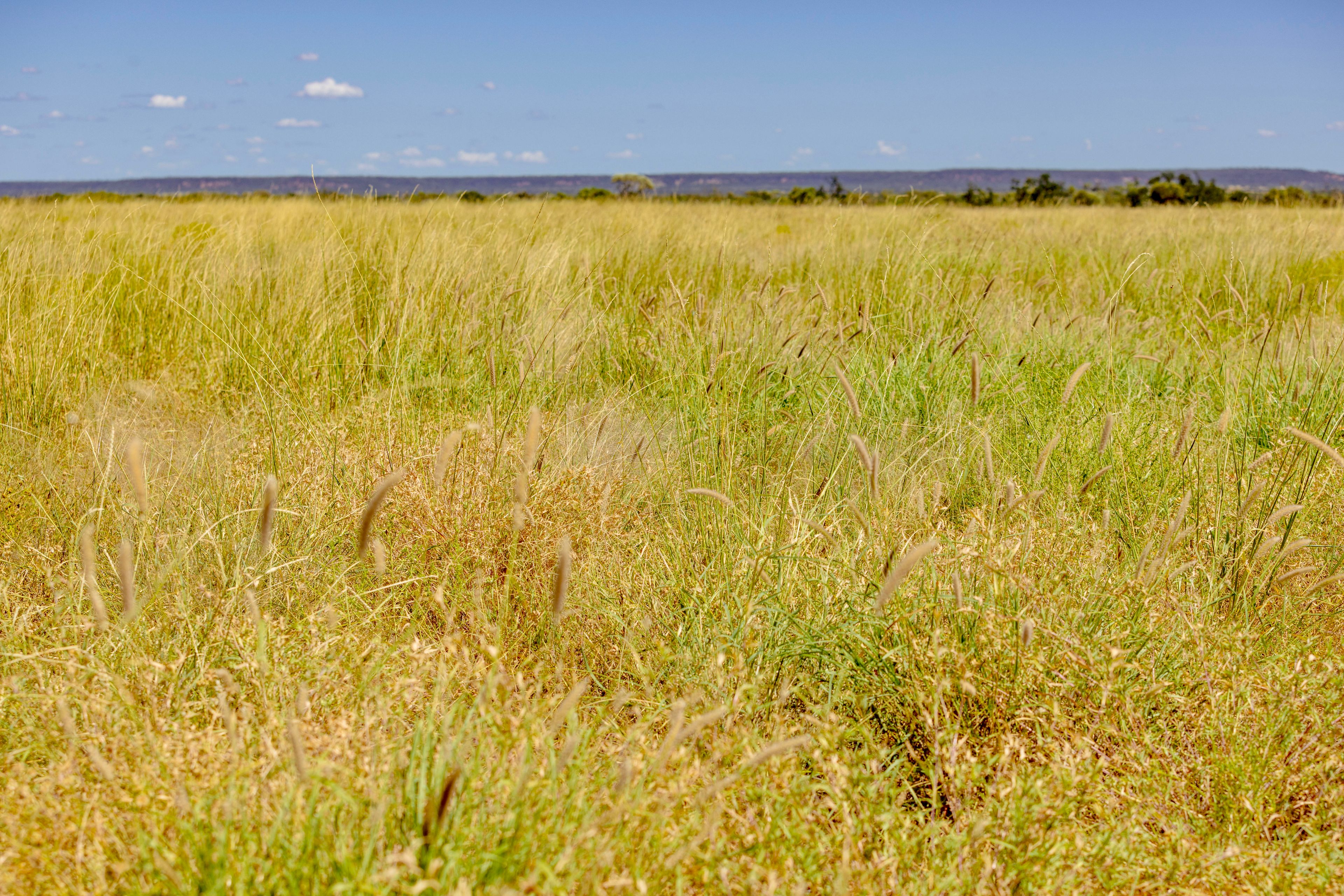 "Gowan" 6735 Adavale Road, Blackall, QLD 4472 Rural Livestock Property for Sale Ray White