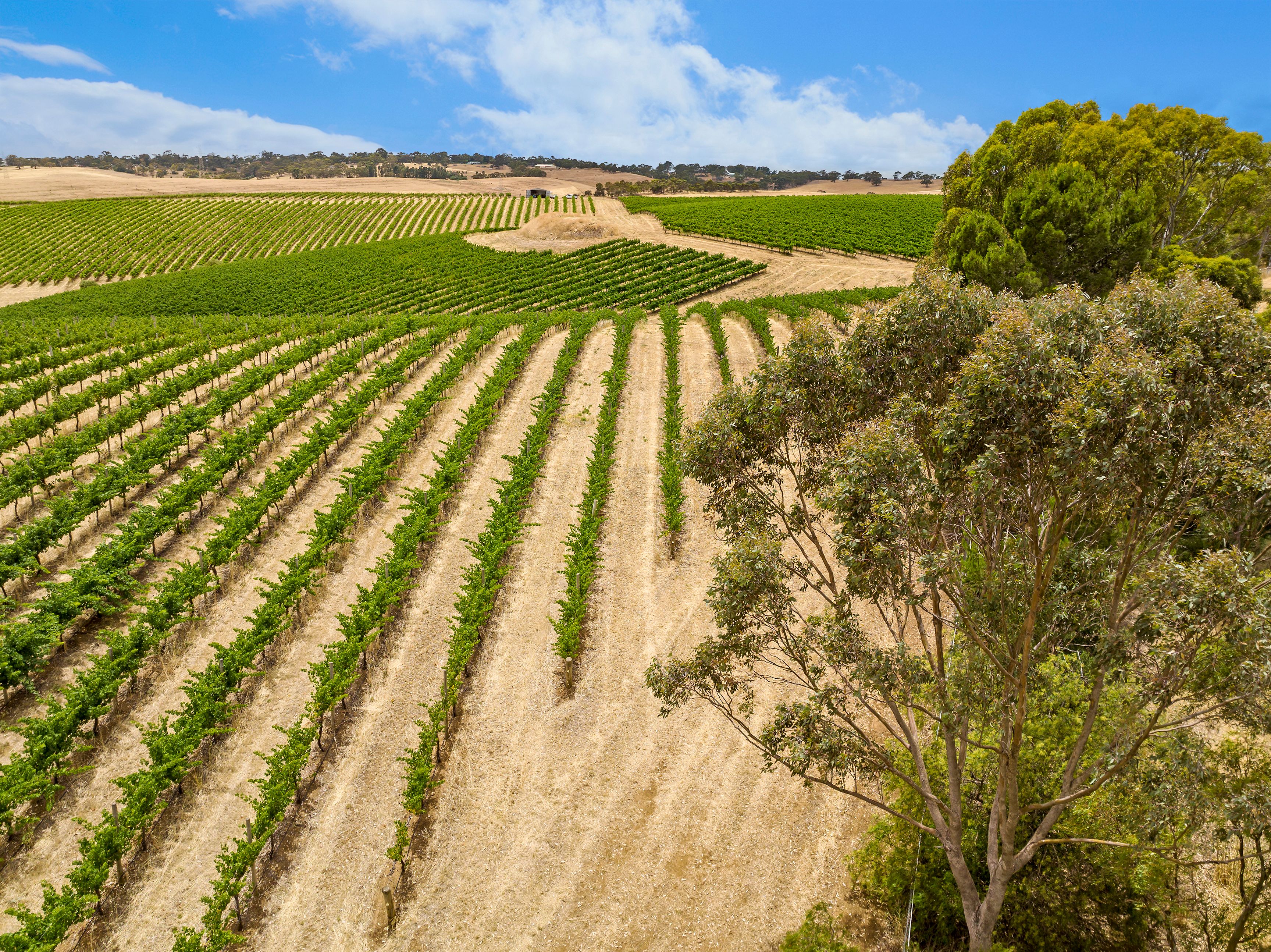 'Trimboli's' Medlow Road, Uleybury, SA 5114 Sold Rural Viticulture Property Ray White Rural