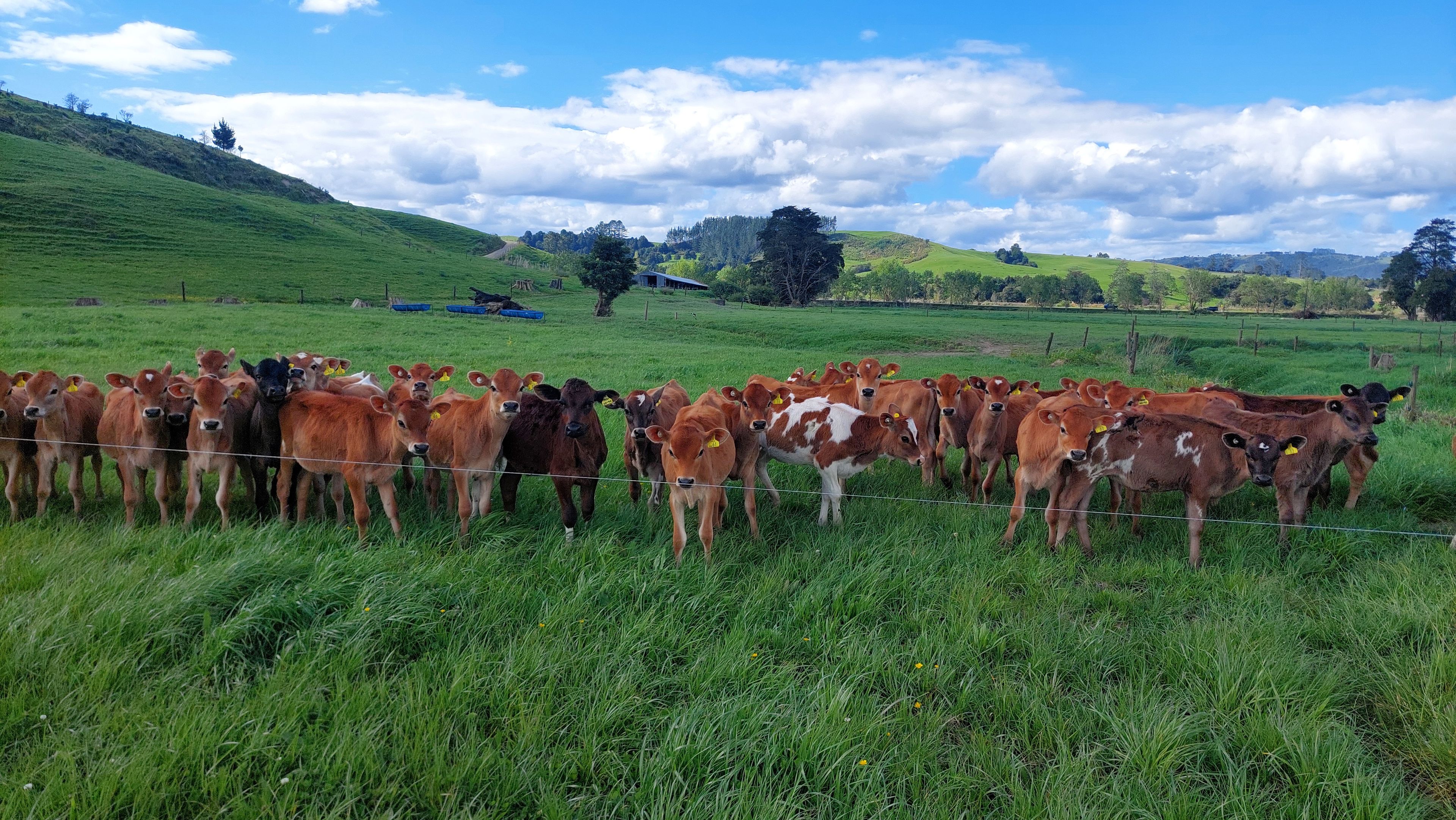 0 Crows Nest Road, Hukerenui, Whangarei District