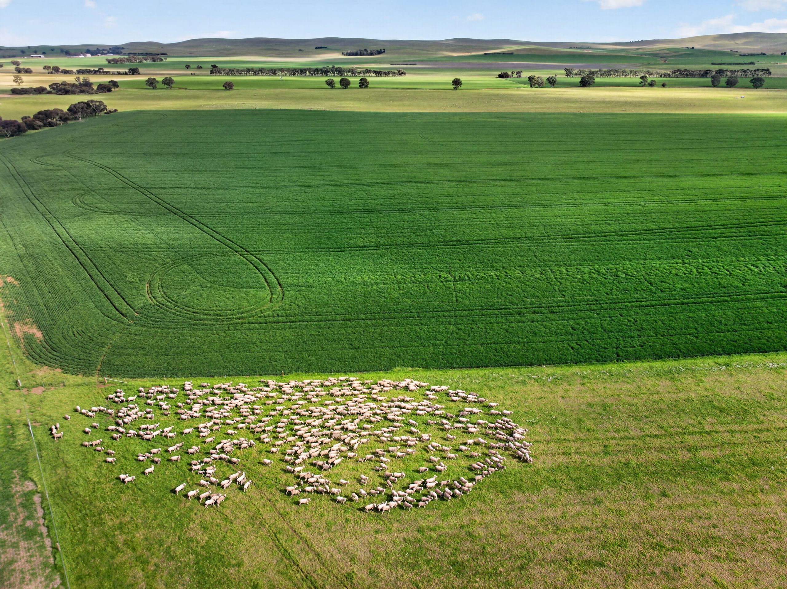 'Farrell Flat Block' Booborowie Road — photo from Ray White Rural South Australia