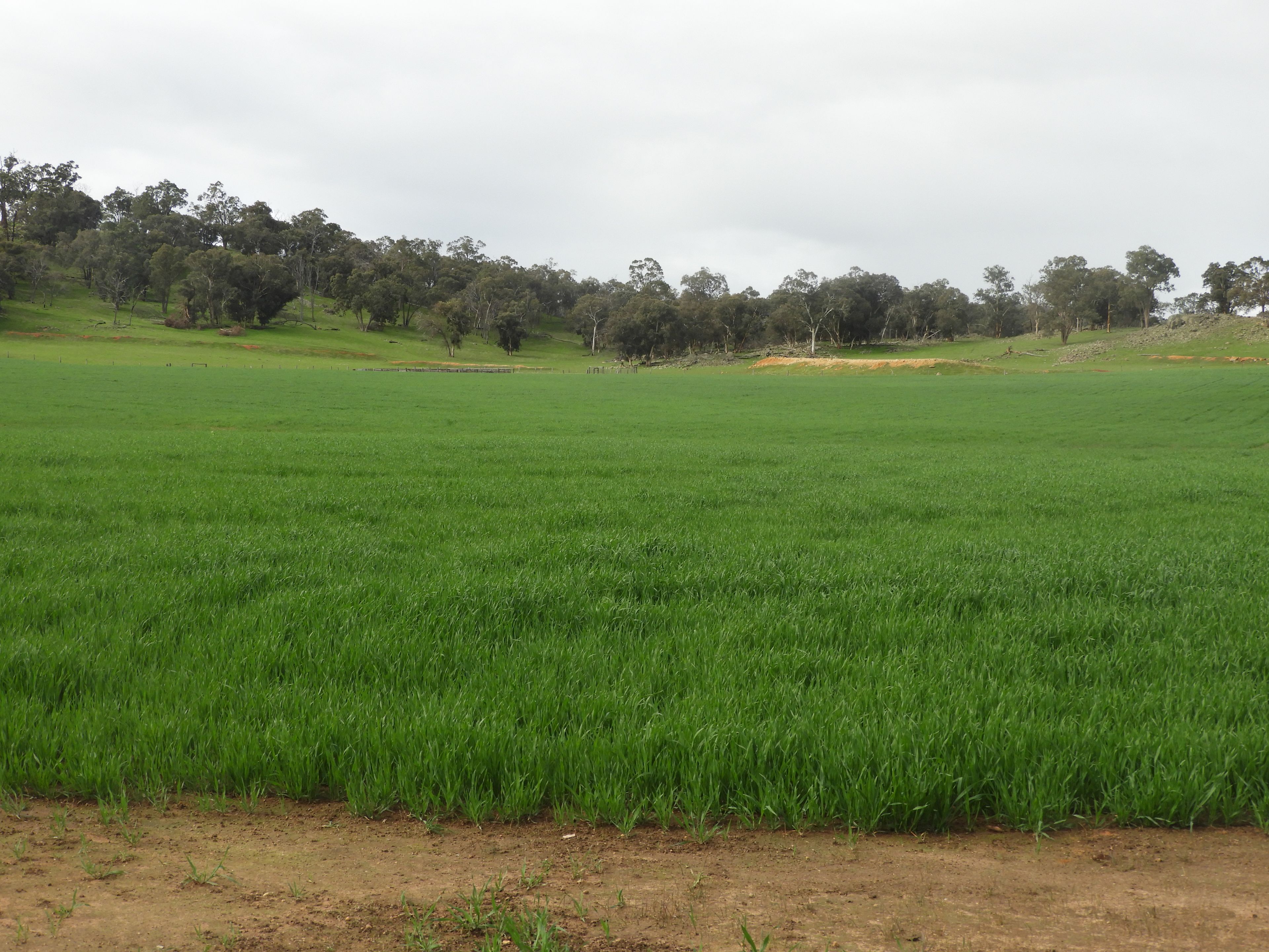 Kyellen Farm, Quindanning-Darkan Road — photo 15 of 30