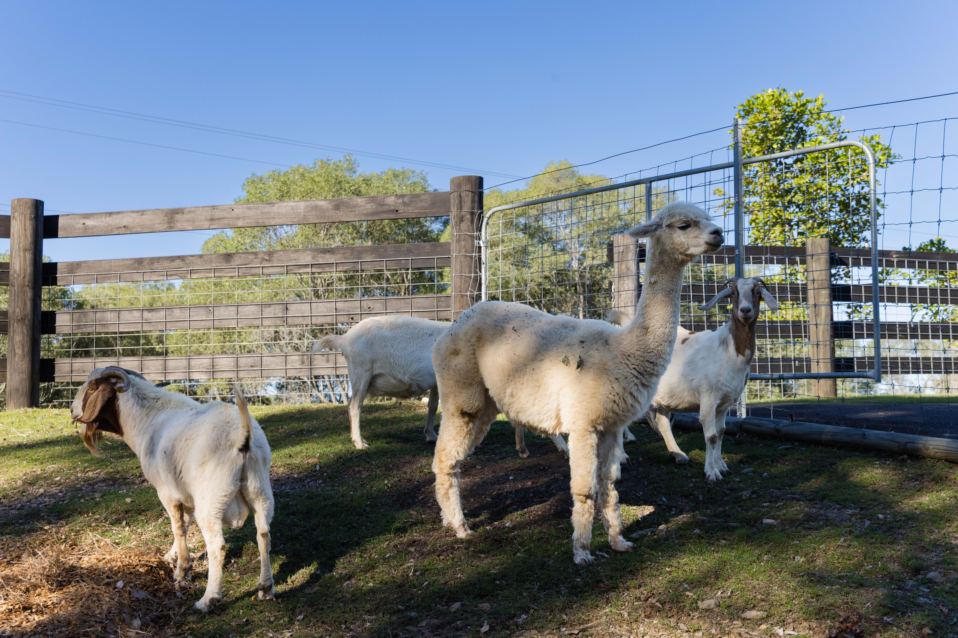 Kobble Creek, QLD 4520