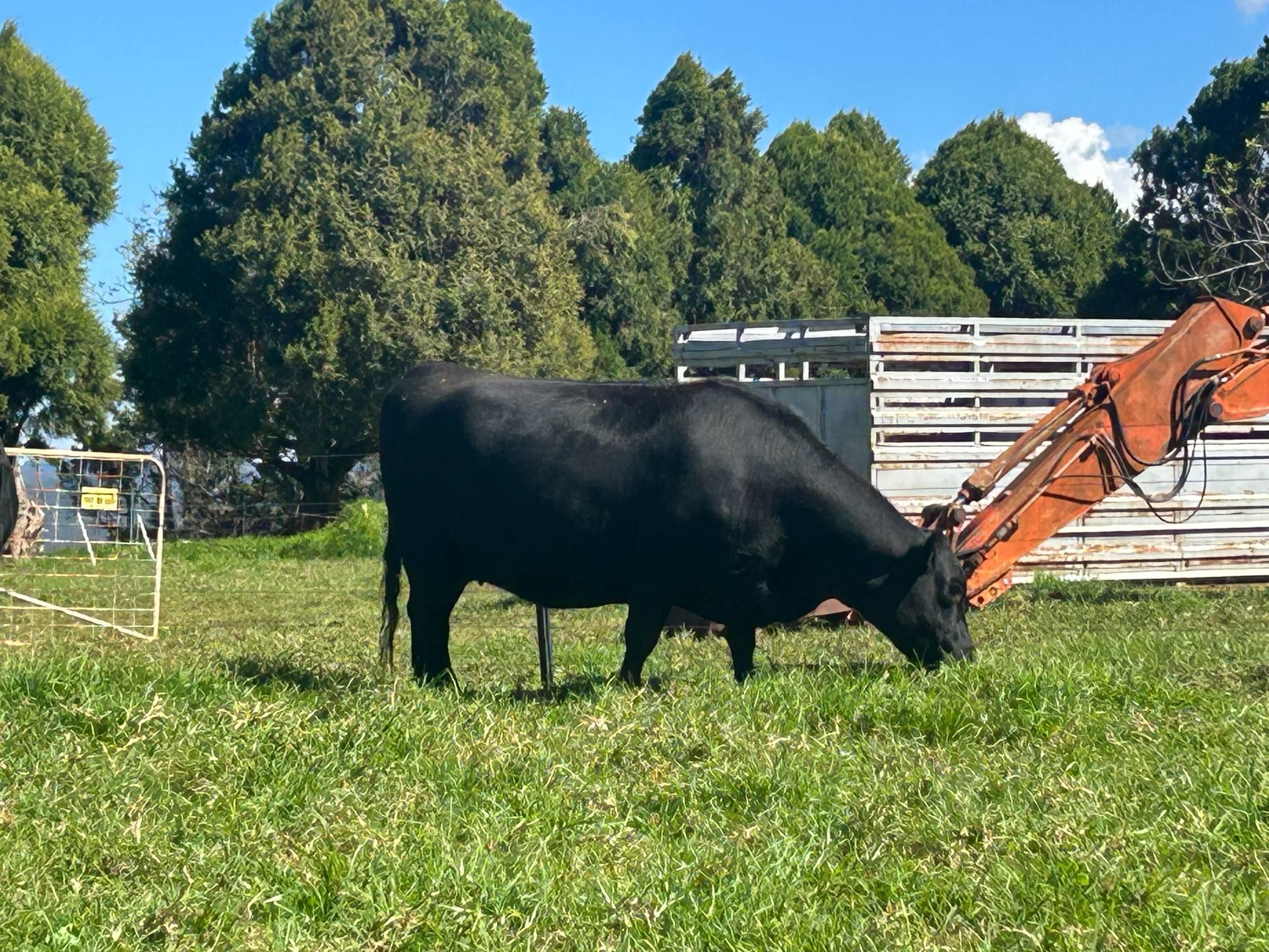 R Murray, North Dorrigo, NSW 2453