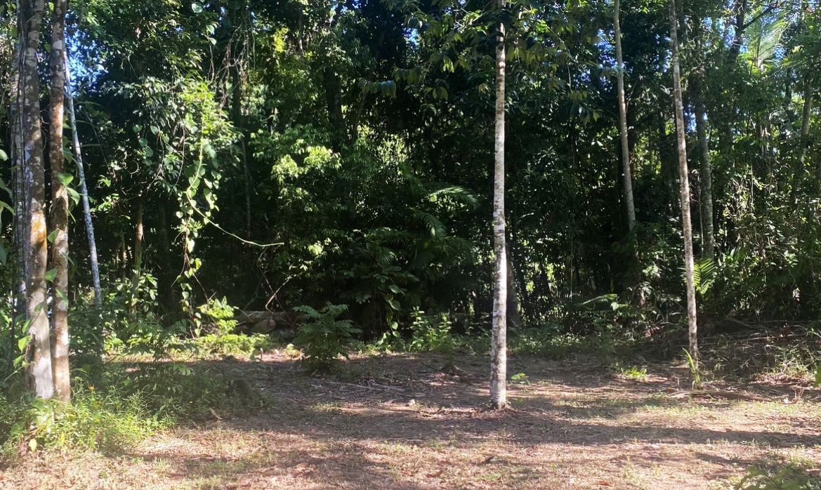 73 Cutten Street, Bingil Bay, QLD 4852 Sold Land Ray White Mission