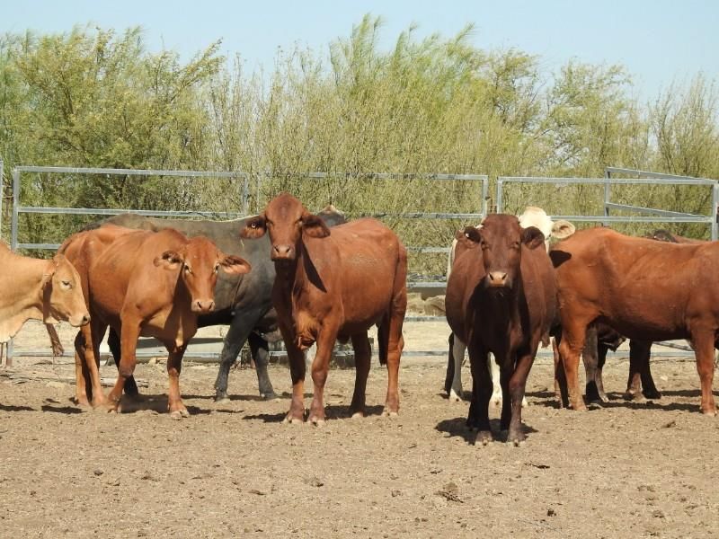 Hughenden, QLD Livestock Cattle Sold