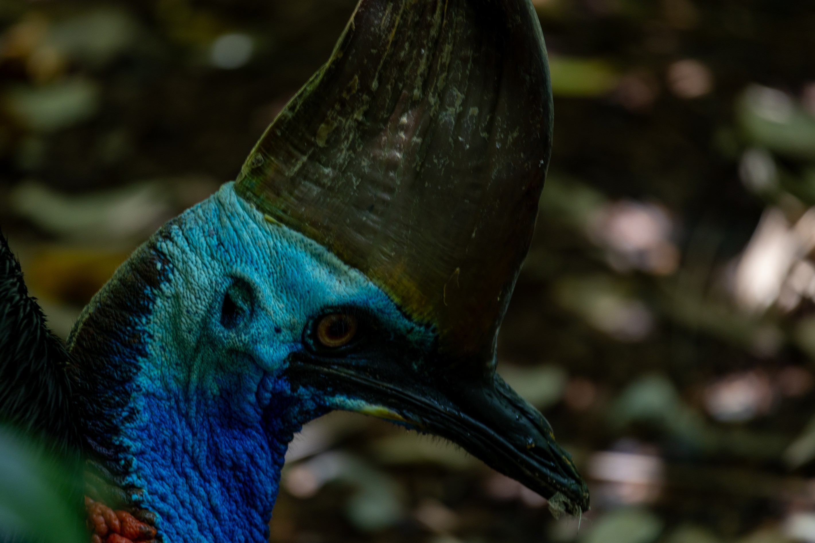 Cassowary, QLD 4873