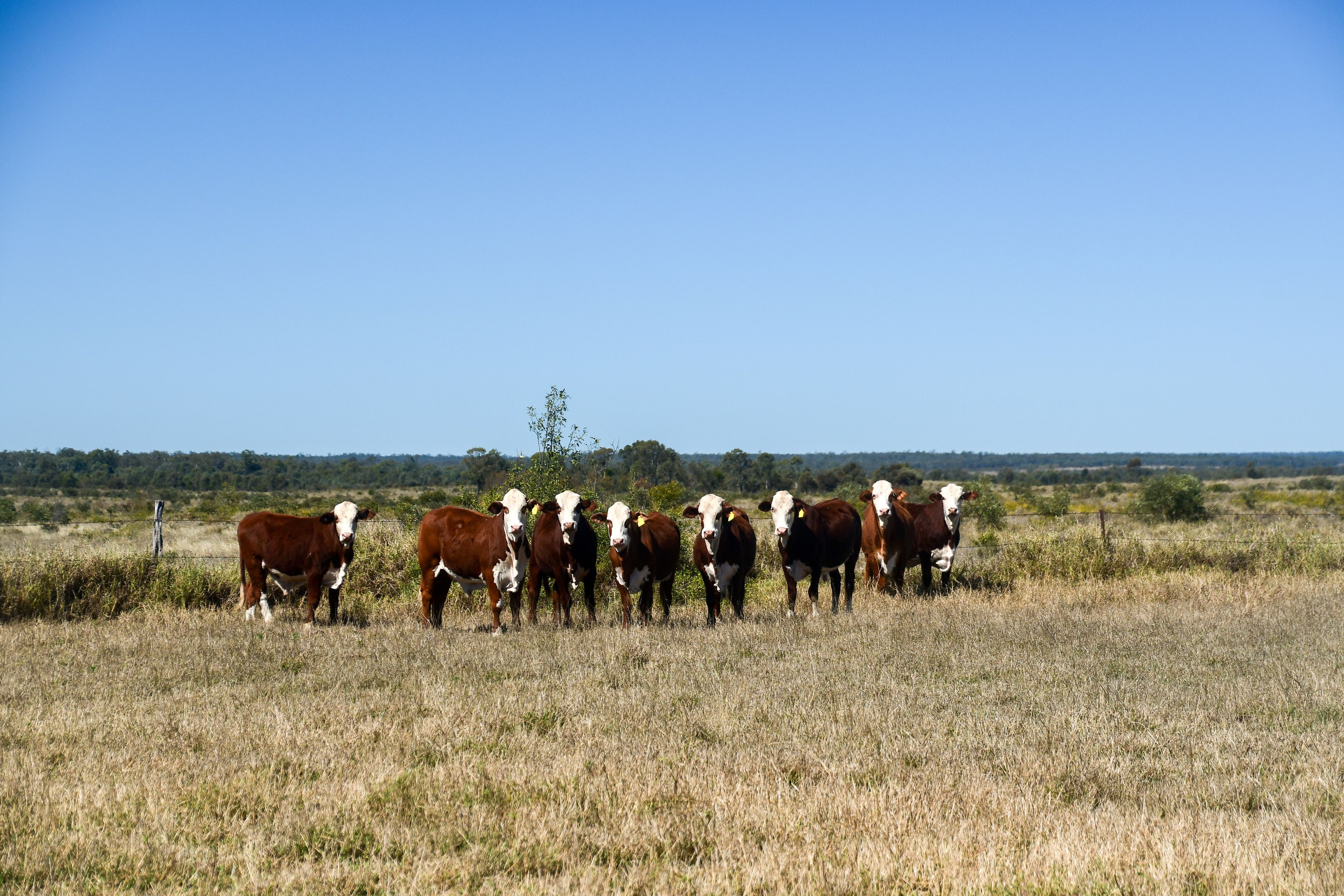 'Pine Creek Station' Pine Creek Road, Capella, QLD 4723