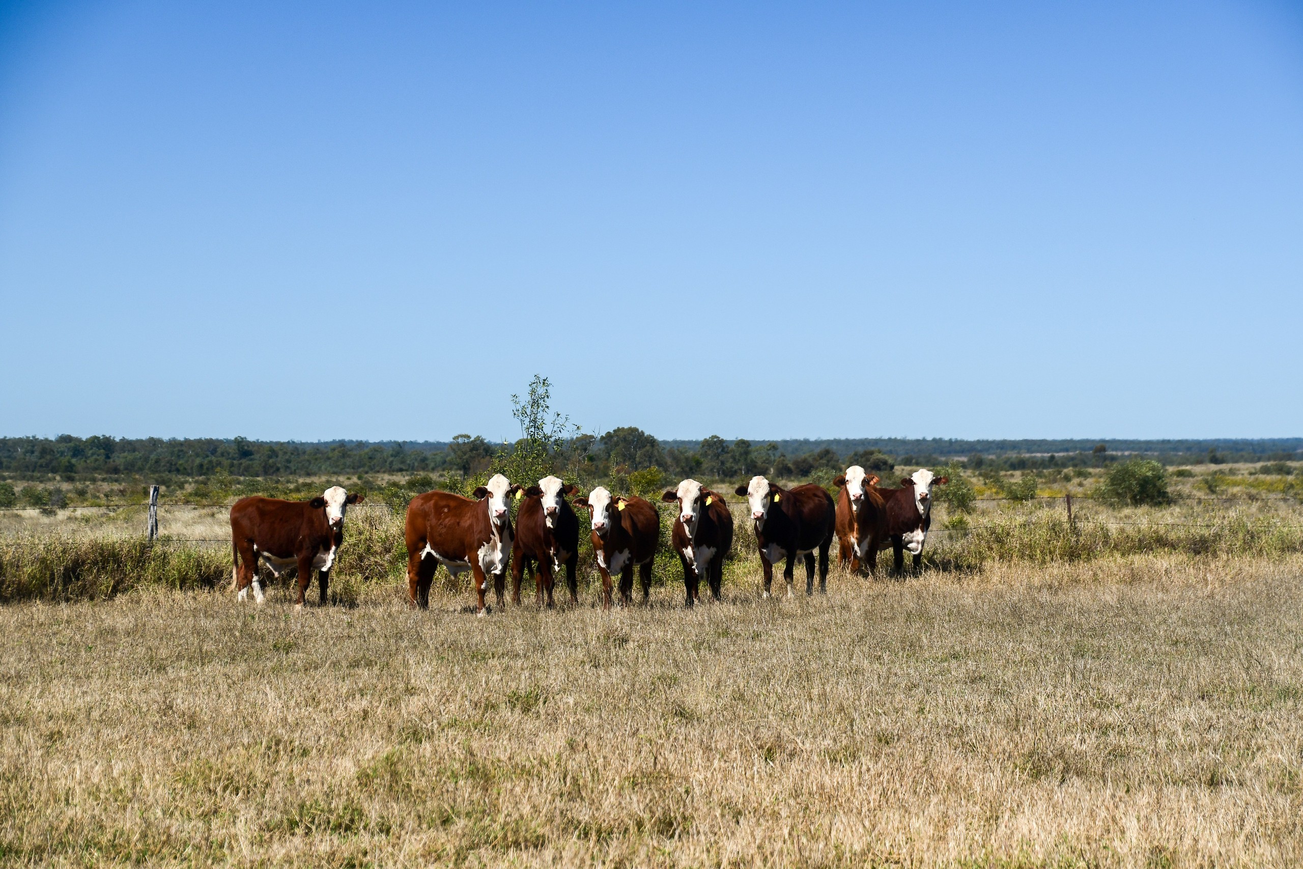 'Pine Creek Station' Pine Creek Road, Capella, QLD 4723
