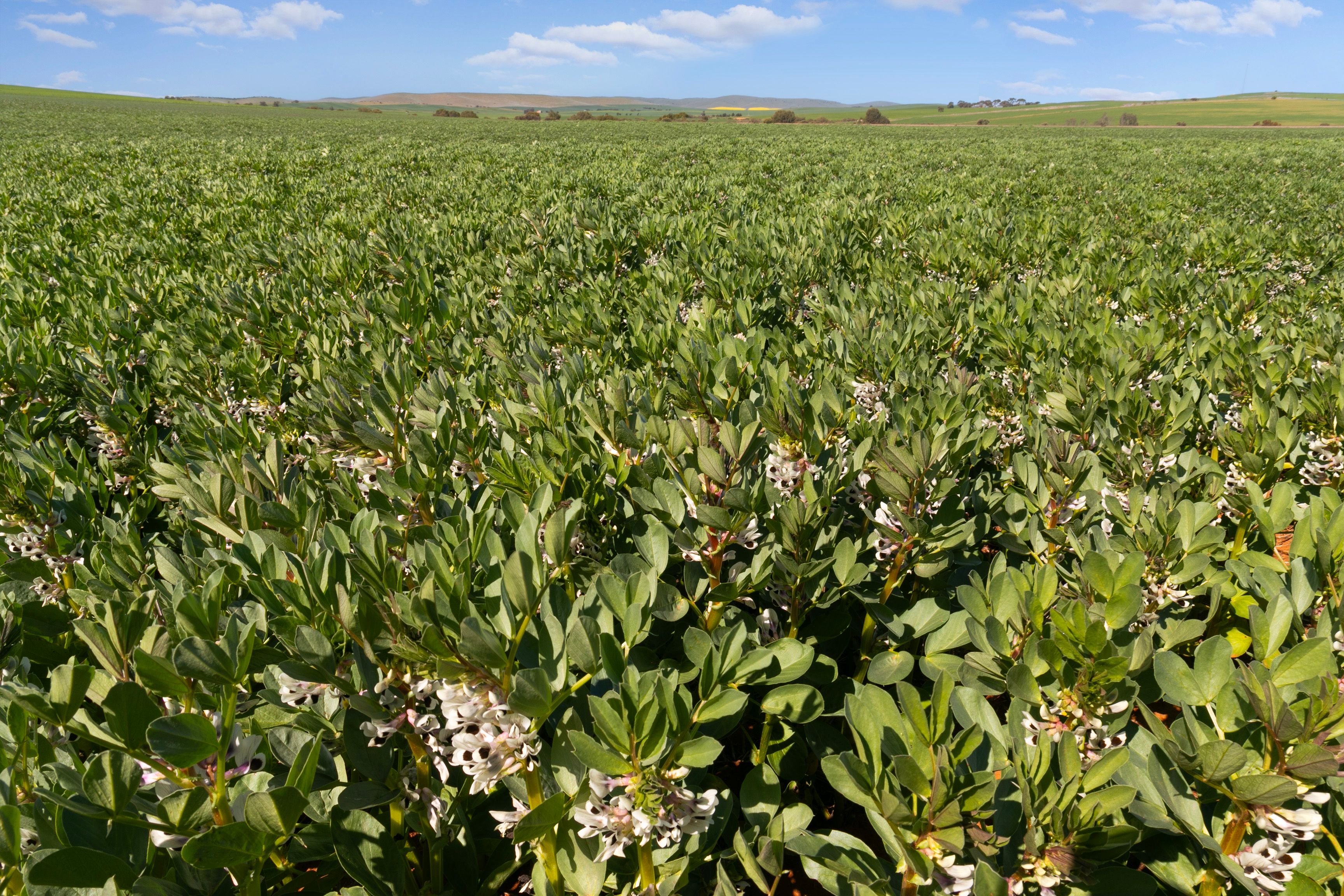 'Yangya' & '96' Wilkins Highway, Gladstone, SA 5473 Sold Rural Cropping Property Ray White