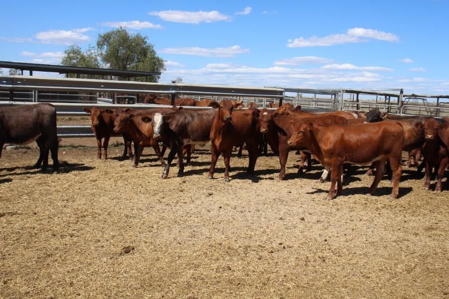Tambo, QLD 4478 Sold Cattle Ray White Rural Charleville