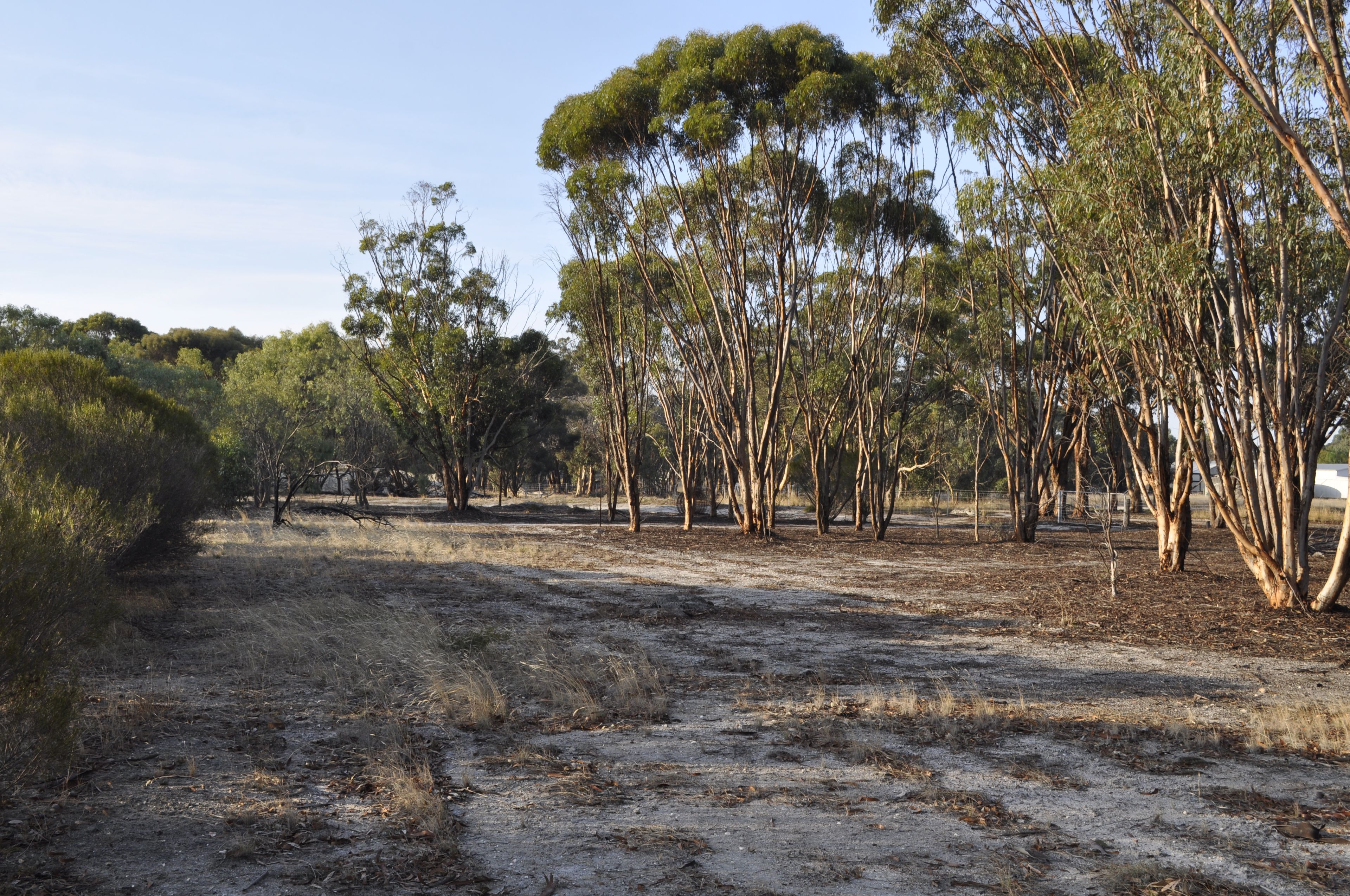 Lot 633 Mills Street, Katanning, WA 6317 Land for Sale Ray White