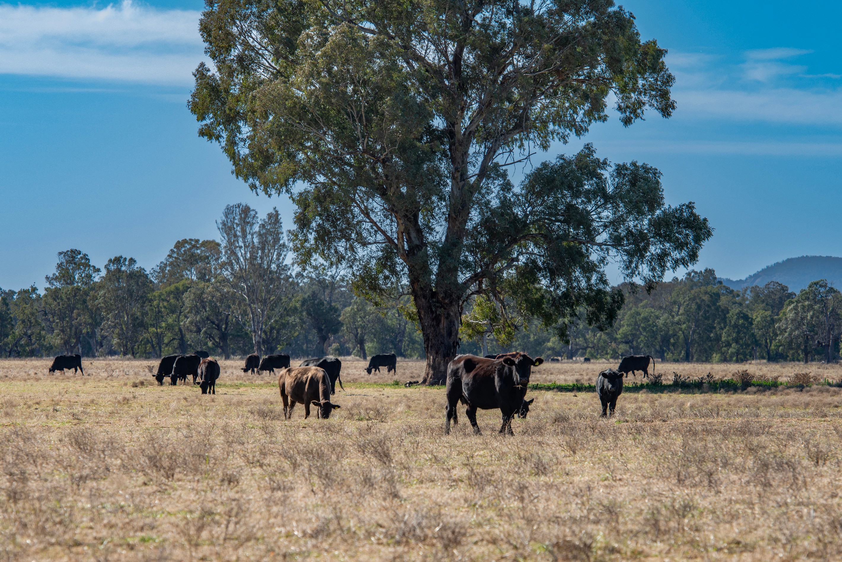 5759 Purlewaugh Road, Tambar Springs, NSW 2381