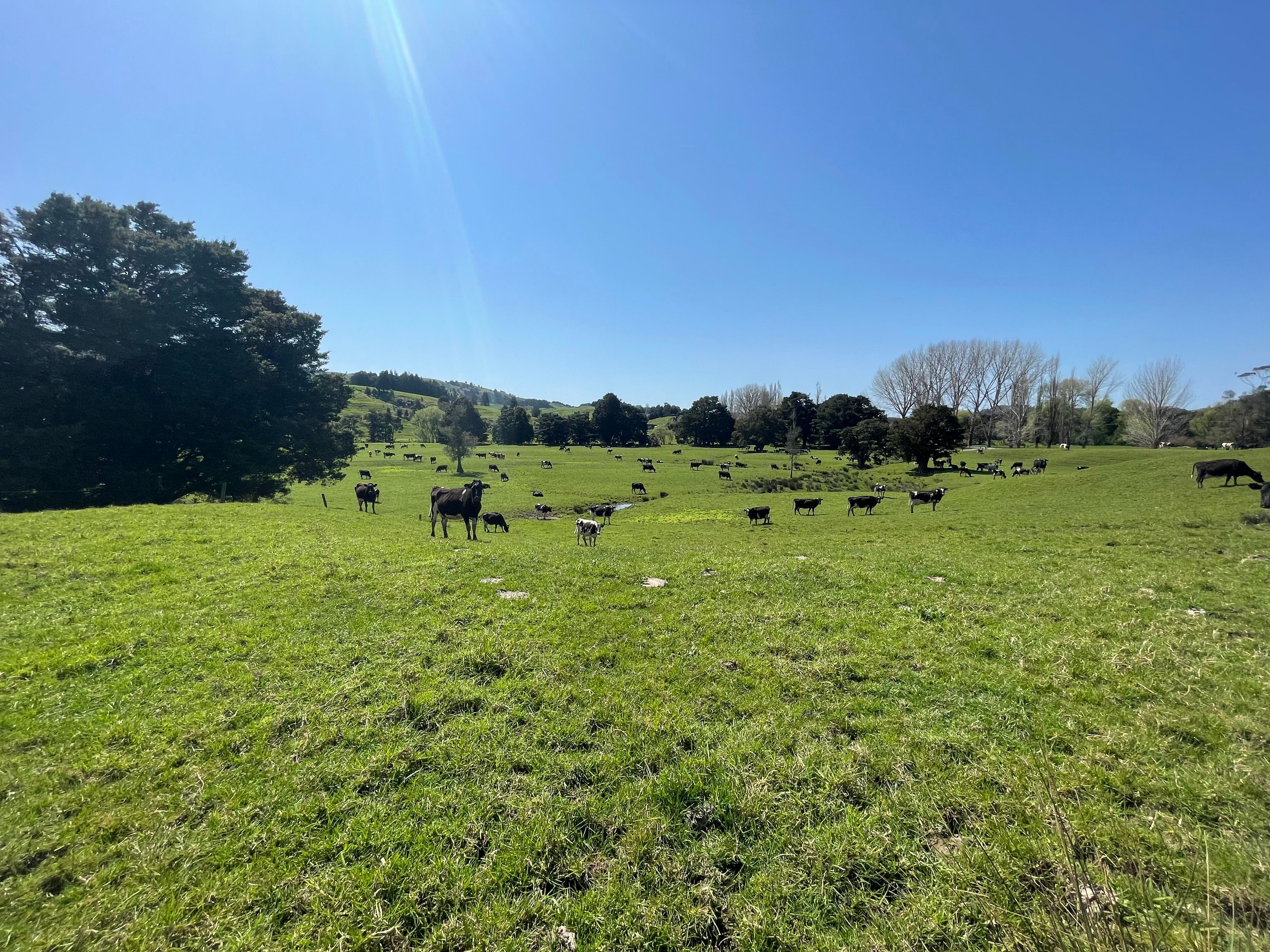 0 Cnr of Pipiwai Road and Limeworks Road, Purua, Whangarei District ...