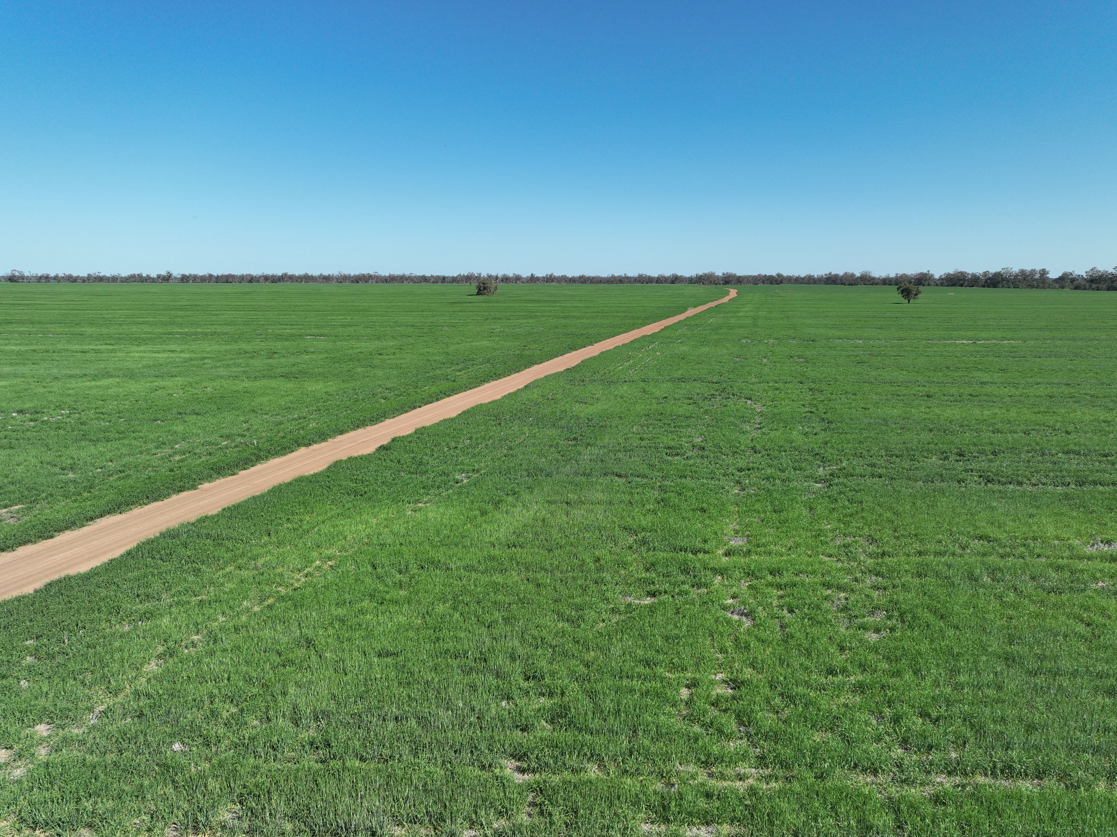 'The Pines' 211 Dicks Camp Road — photo from Ray White Rural Dubbo