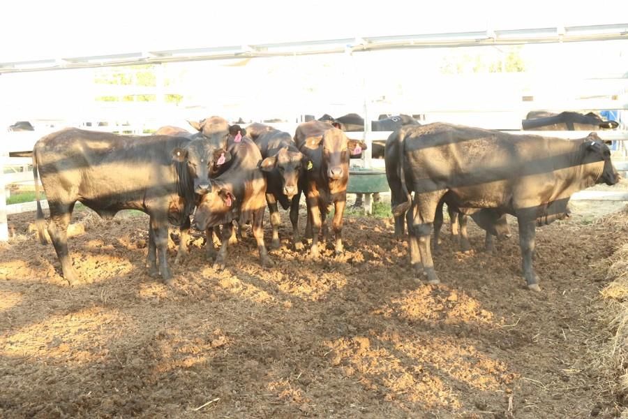 GRACEMERE, QLD 4702