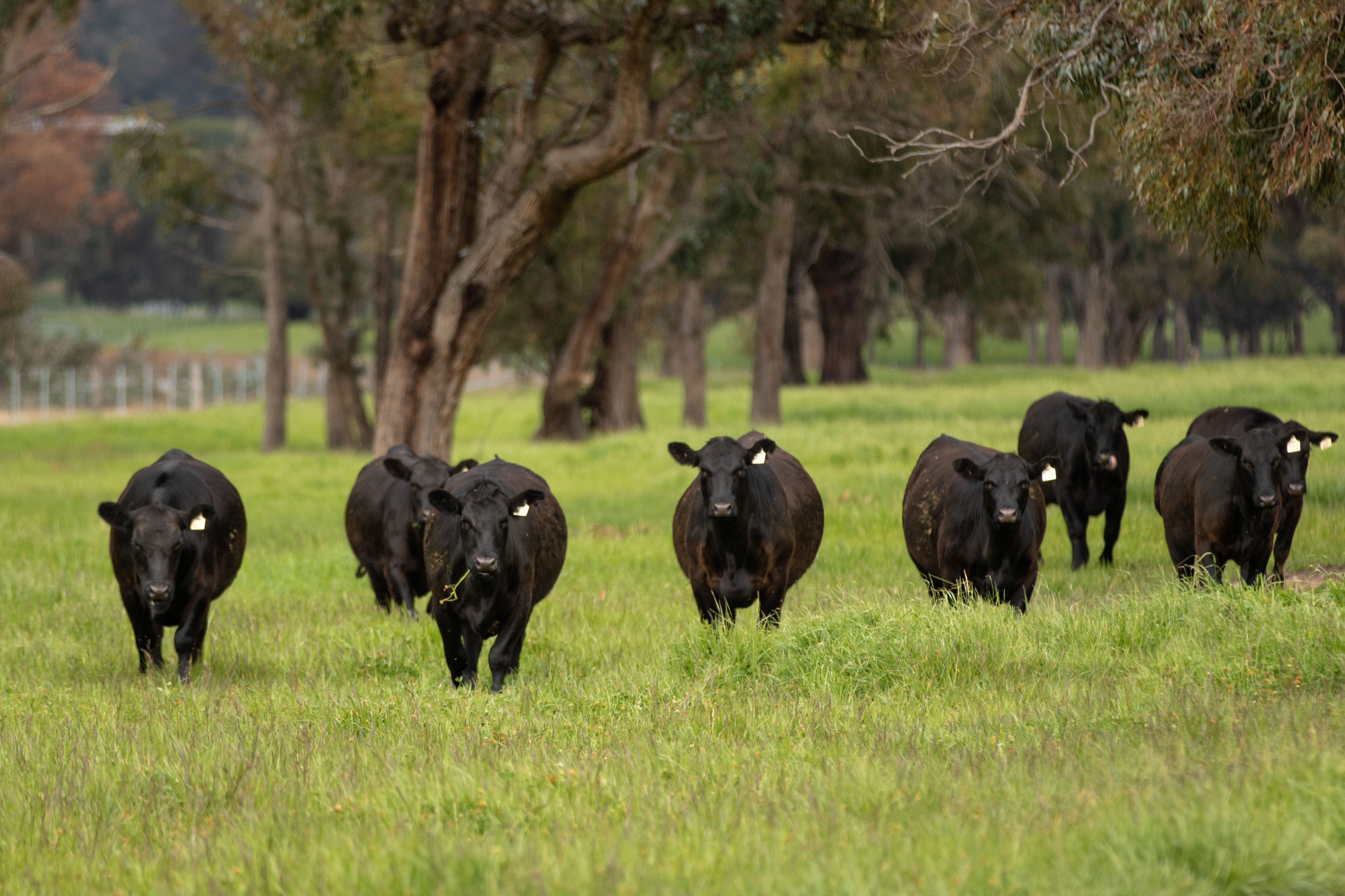 279 Taylors Road, Guyra, NSW 2365
