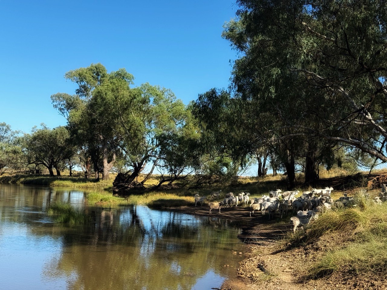 1655 Kiacatoo Road, Condobolin, NSW 2877