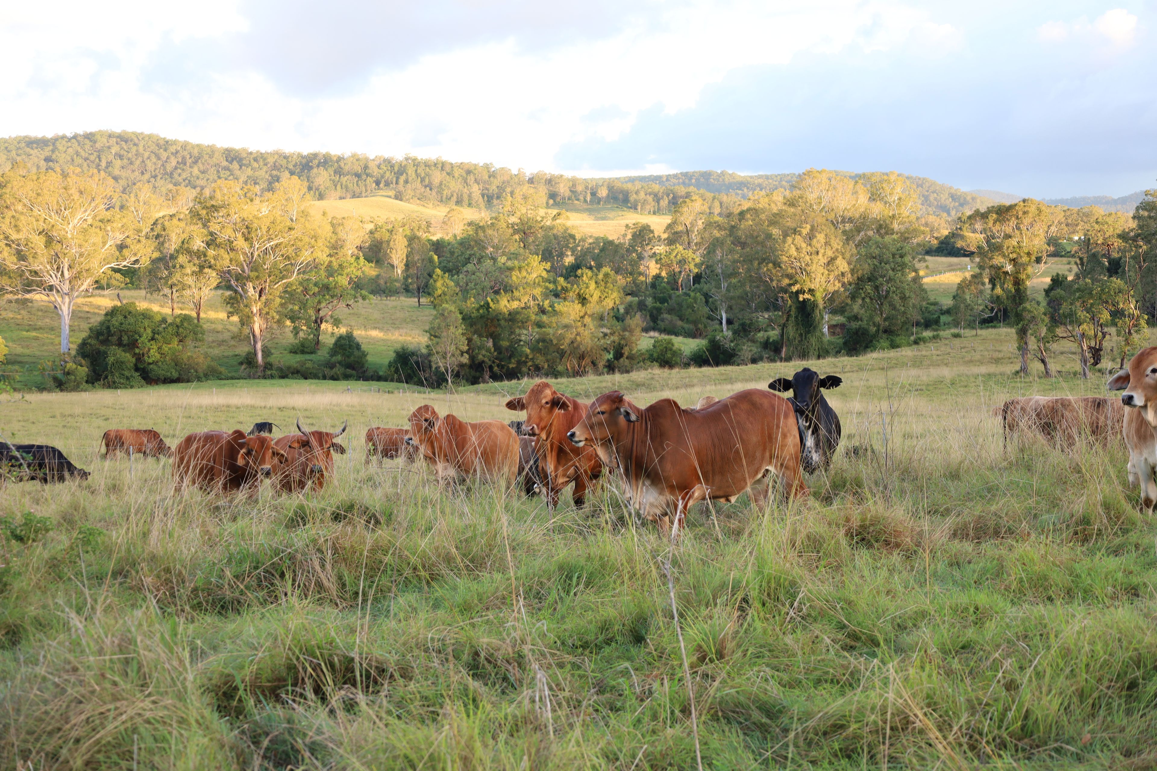 970 Tabulam Road, Tabulam NSW 2469