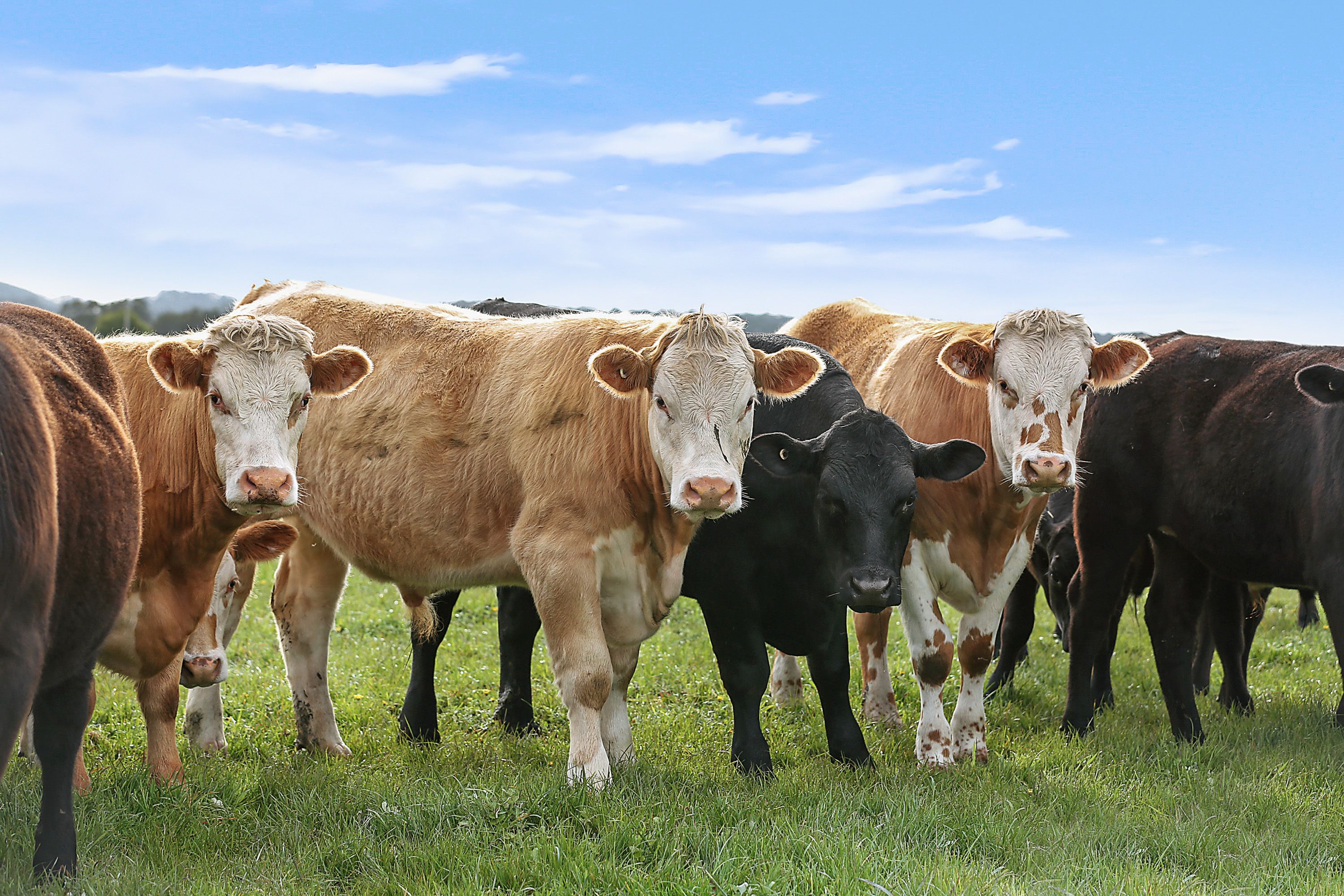 Lot 2 1686 Cobden Stoneyford Road, South Purrumbete, VIC 3260 Sold