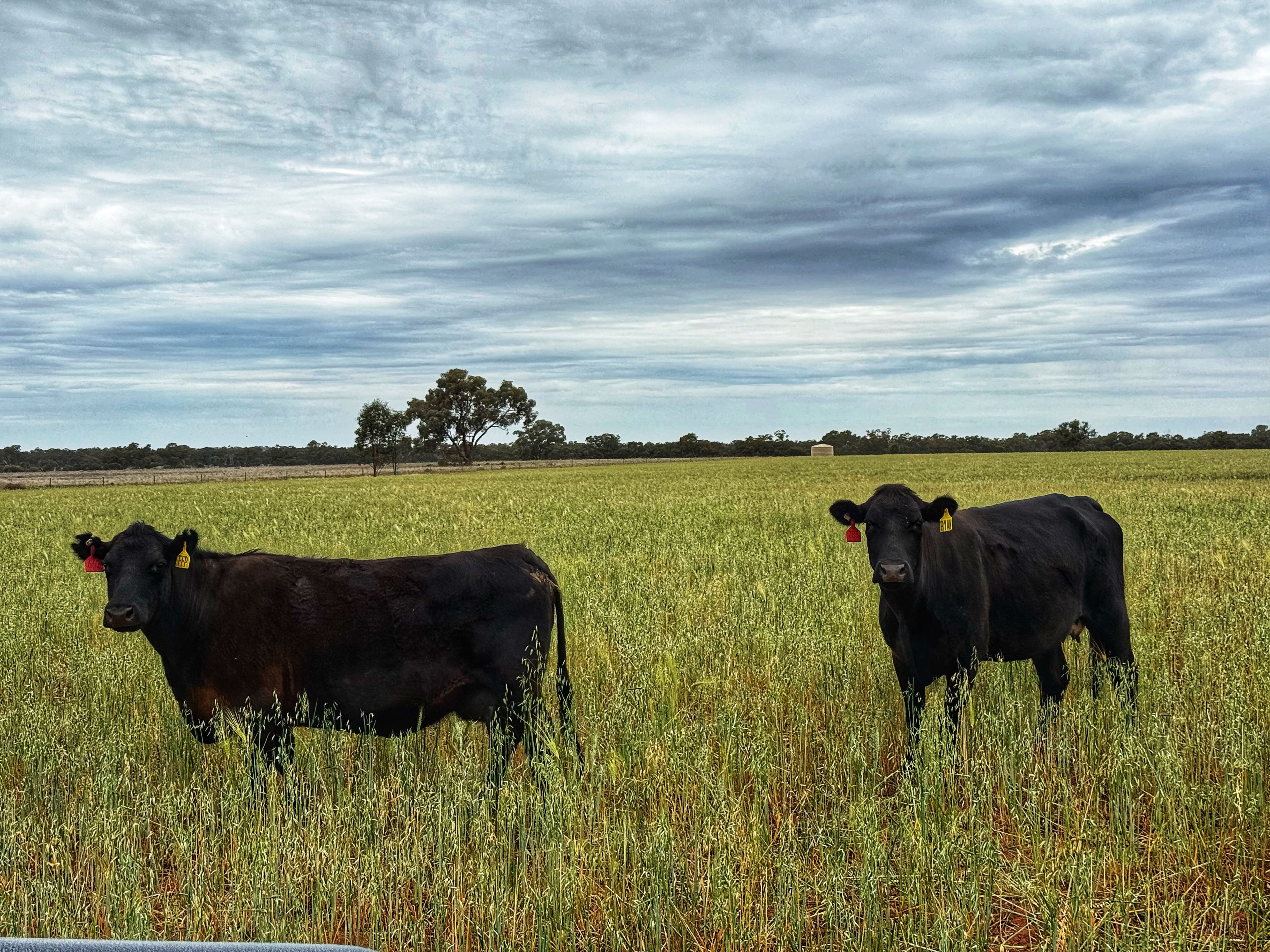 'Napunyah' 1224 Eremeran Road , Condobolin NSW 2877