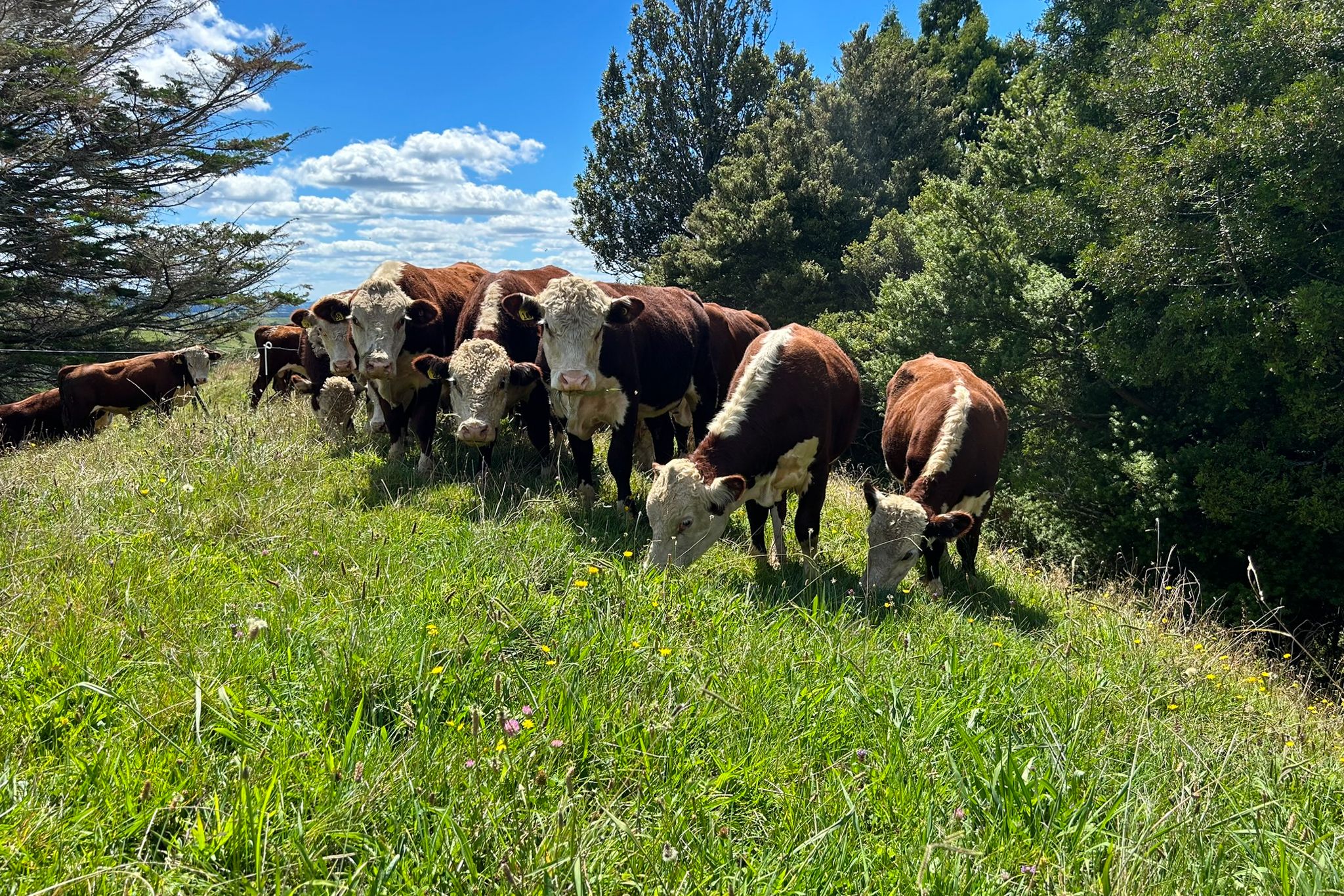 151 Arthur Road, Te Pahu, Waipa District 3285 Rural Finishing