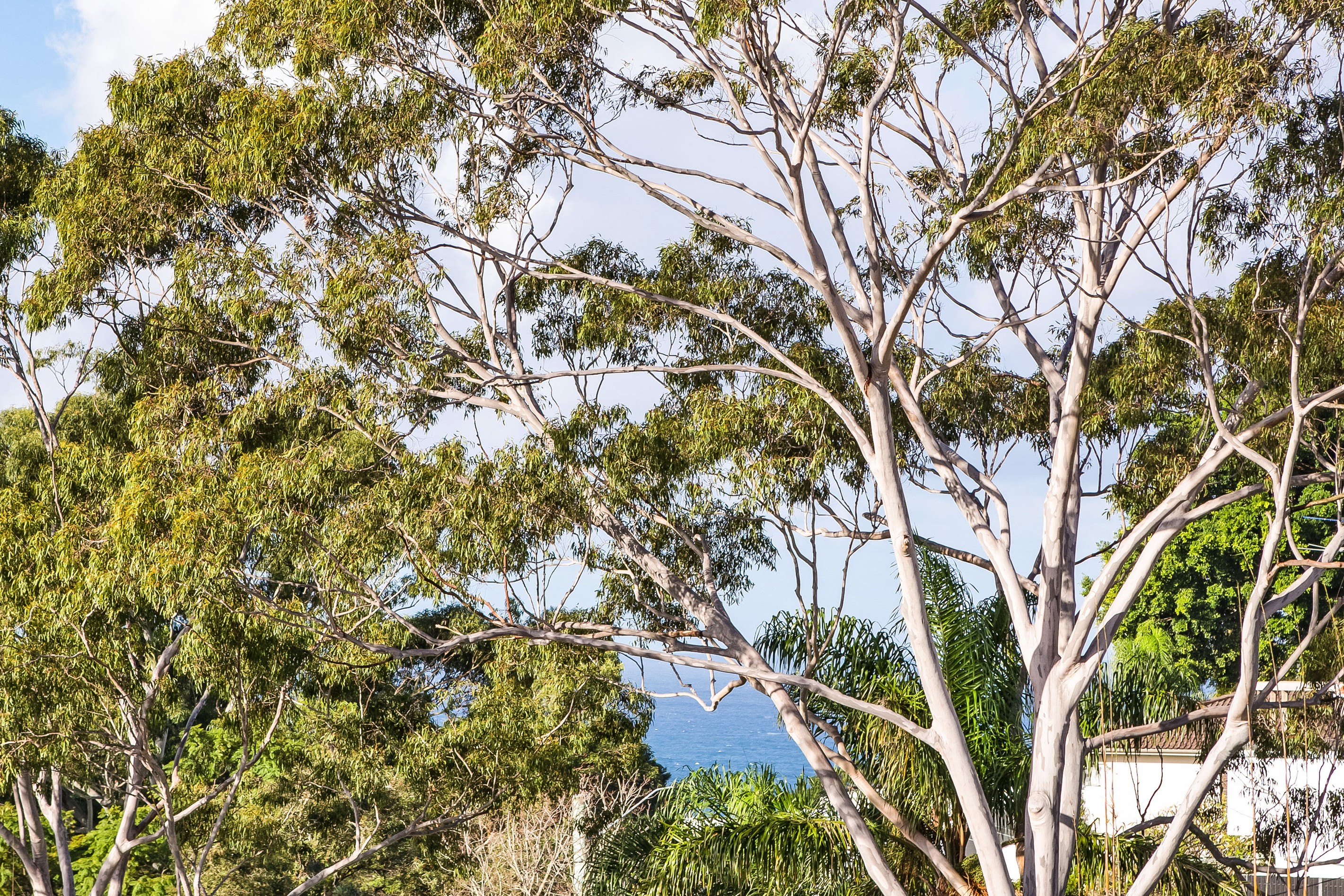 6/428 Bronte Road, Bronte, NSW 2024