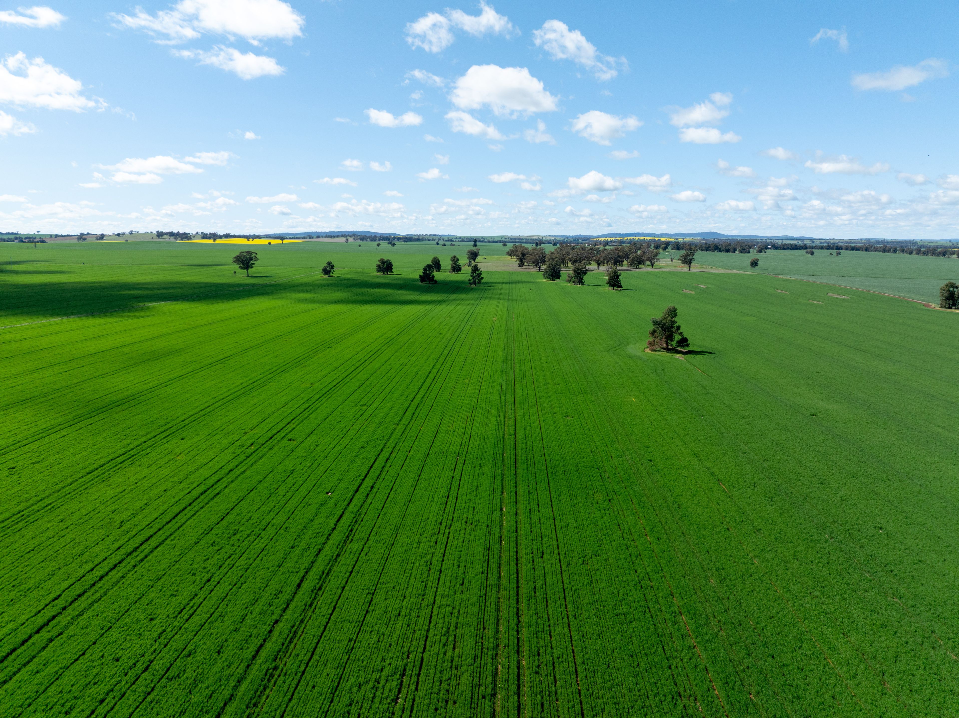 532 Cottee Road, Currawarna, NSW 2650