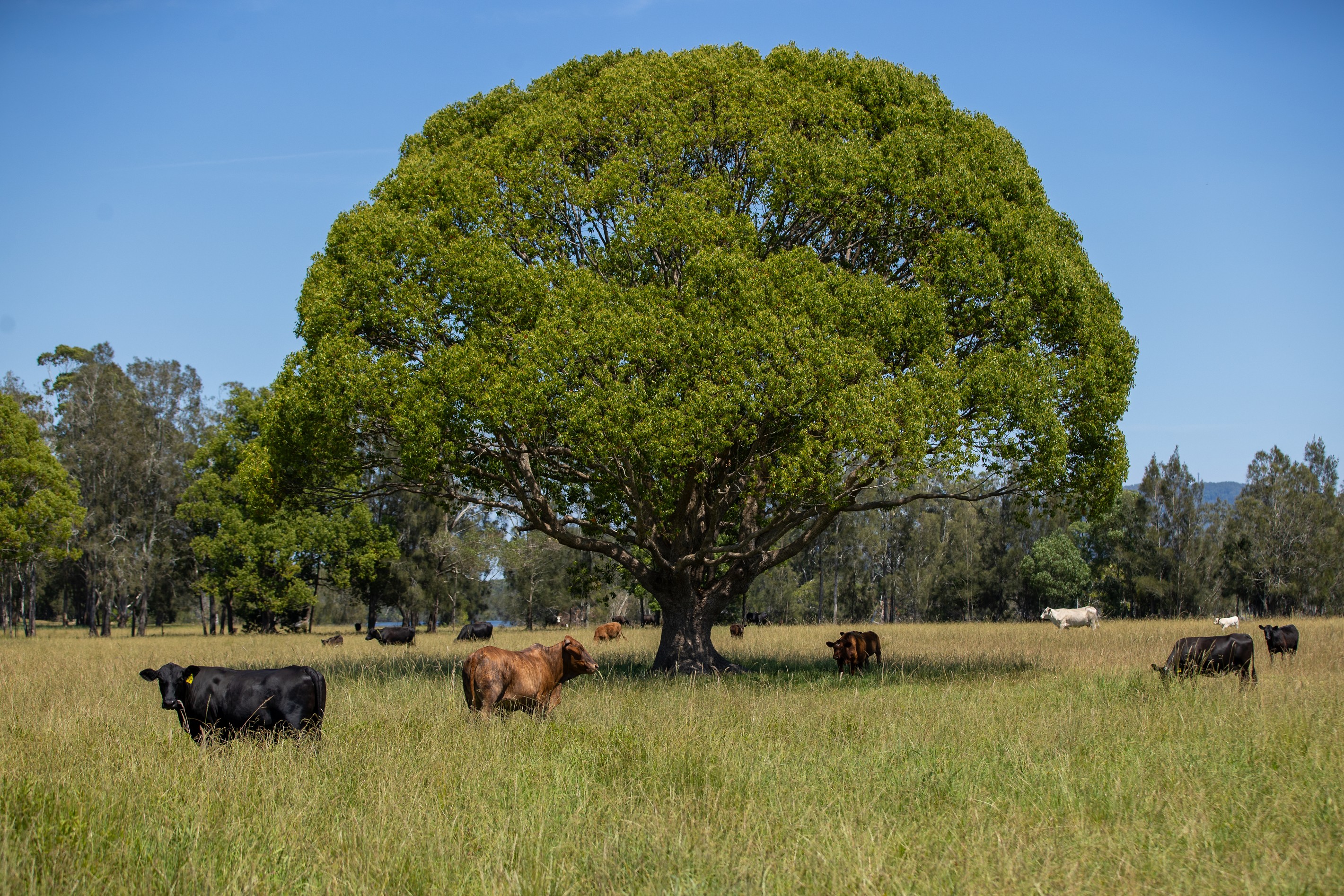 79, 81 & 249 Elliots Road, Nabiac, NSW 2312